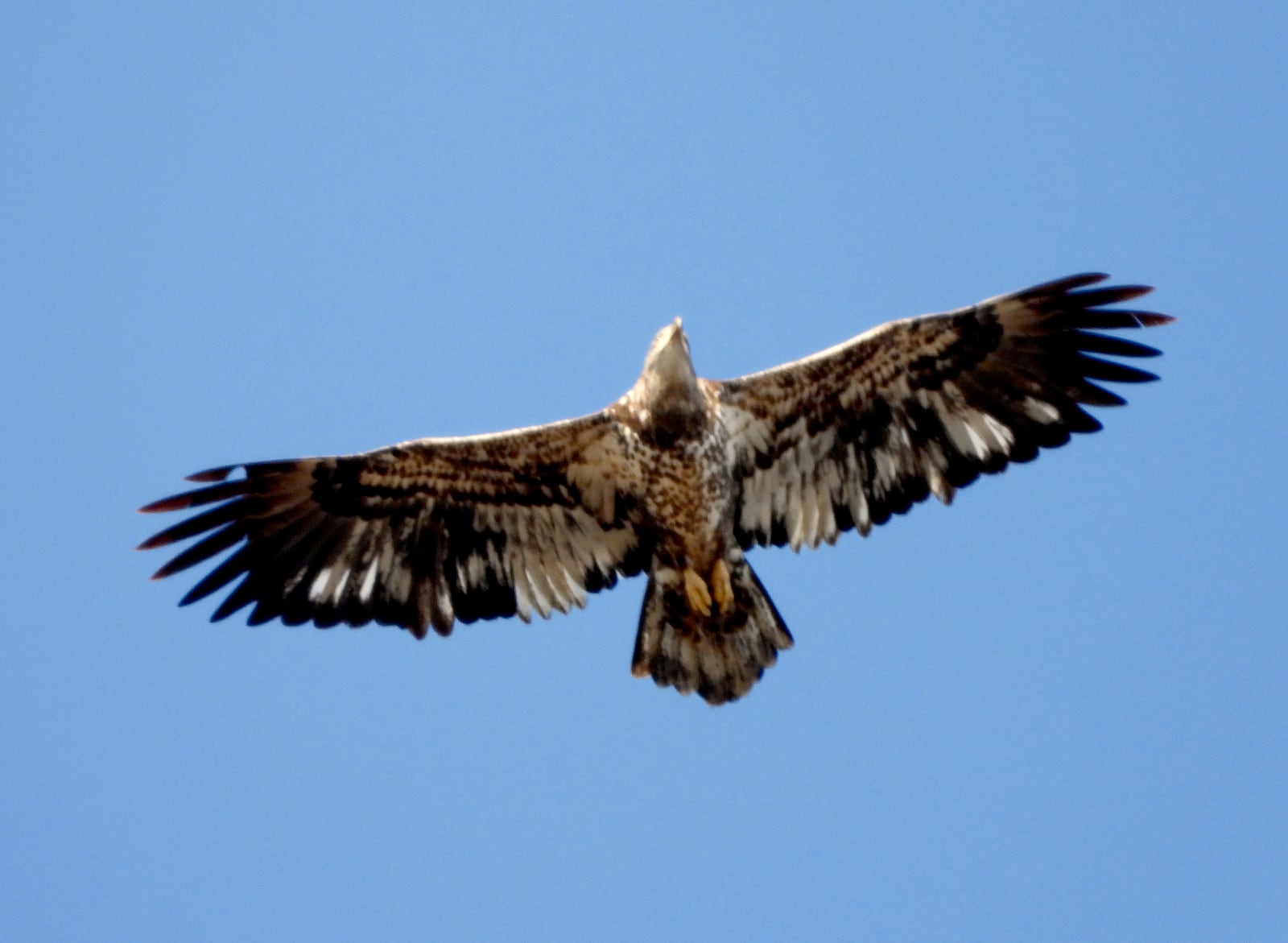 A third year immature bald eagle with colorful feather patterns has been seen in Wegerzyn Gardens MetroPark. JIM WELLER / CONTRIBUTED PHOTO