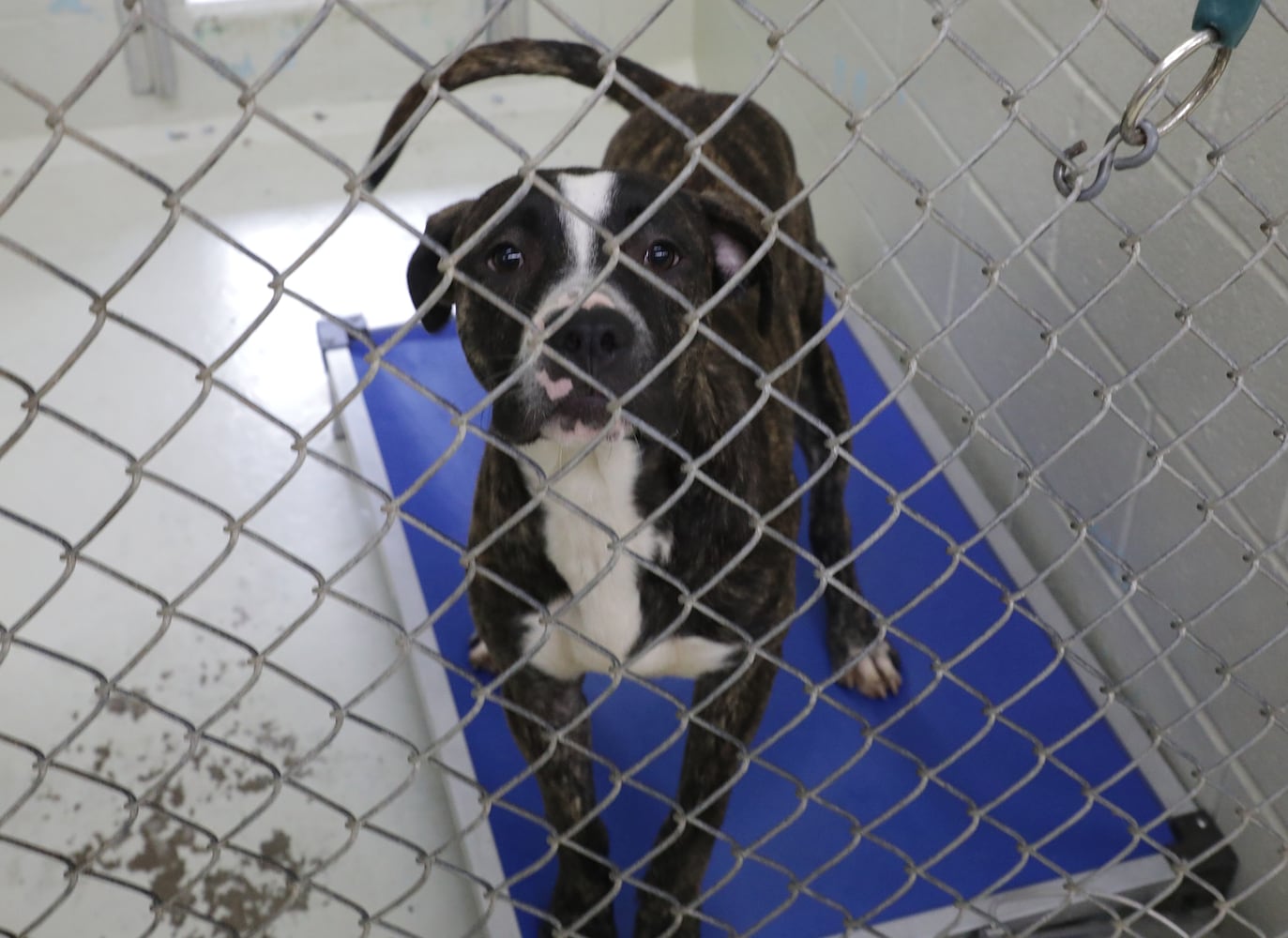 PHOTOS: Dogs at the Clark County Dog Shelter