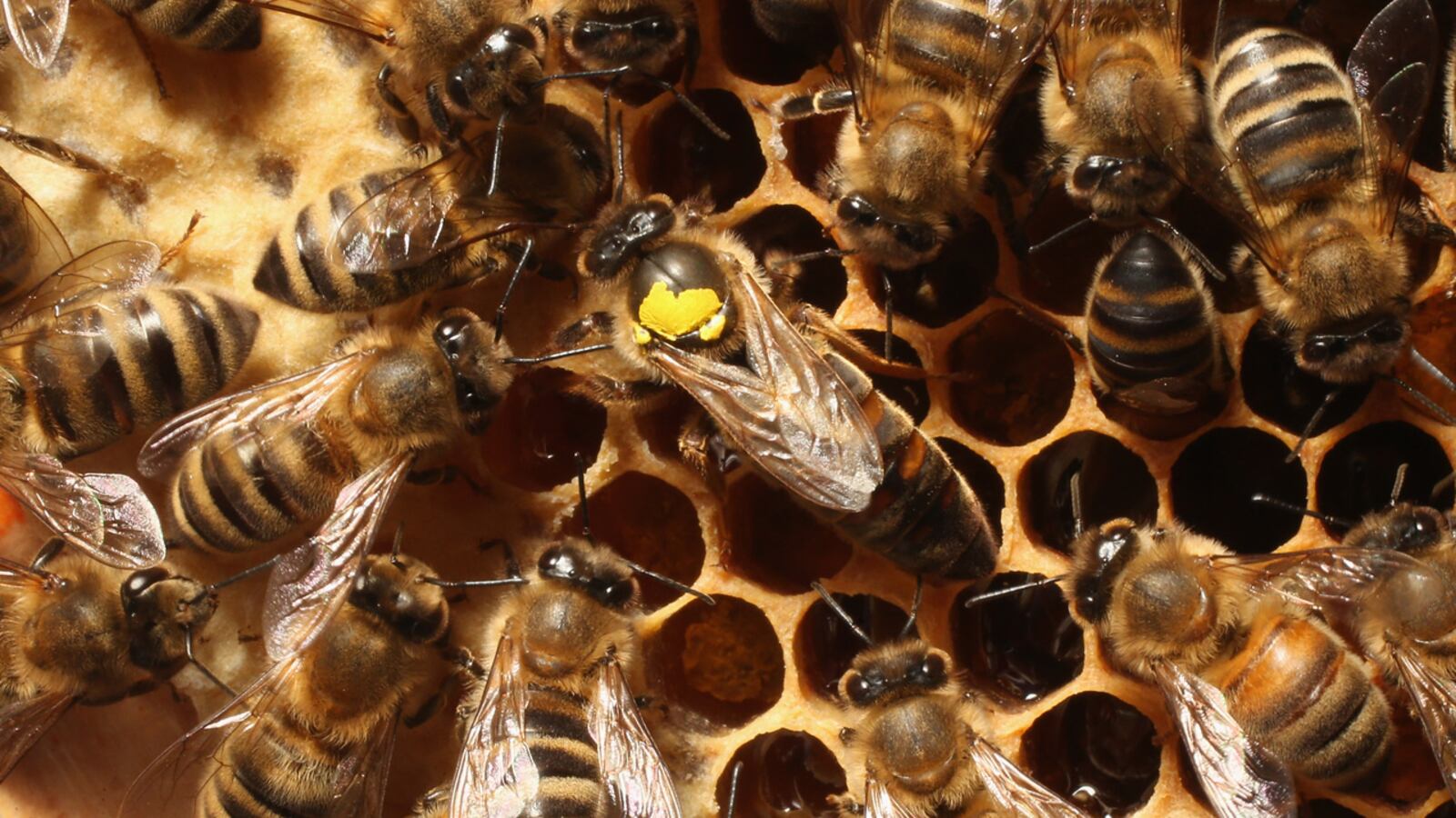 FILE PHOTO: A tractor-trailer truck hauling 40,000 pounds of bees crashed in Montana.