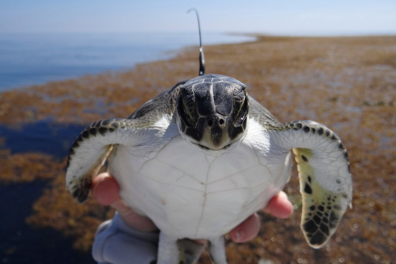 This photo provided by researchers shows a young green sea turtle with a satellite tag before release offshore of Venice, La., on April 12, 2012. The photo was made under protected species permit NMFS 16377. (Kate Mansfield via AP)