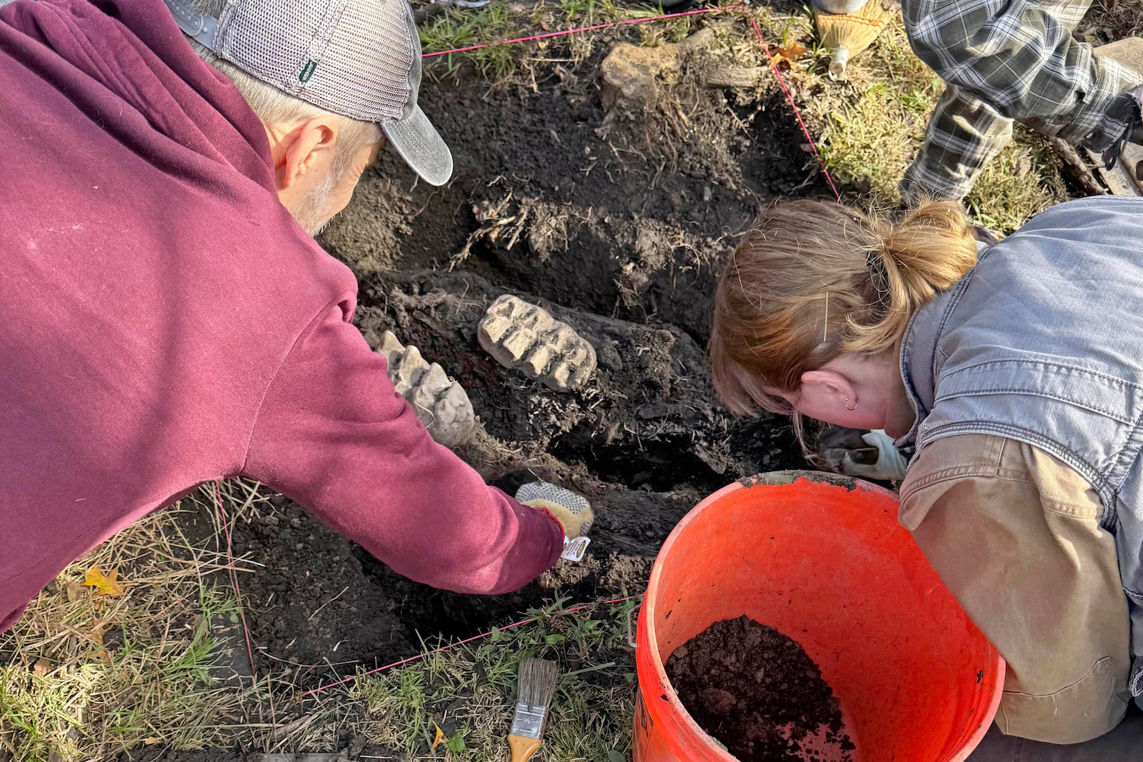 New York State Museum and State University of New York Orange staff unearth a complete well-preserved mastodon jaw, as well as a piece of a toe bone and a rib fragment, that were found protruding from the topsoil in the backyard of a residence near Scotchtown, NY. (New York State Museum via AP)