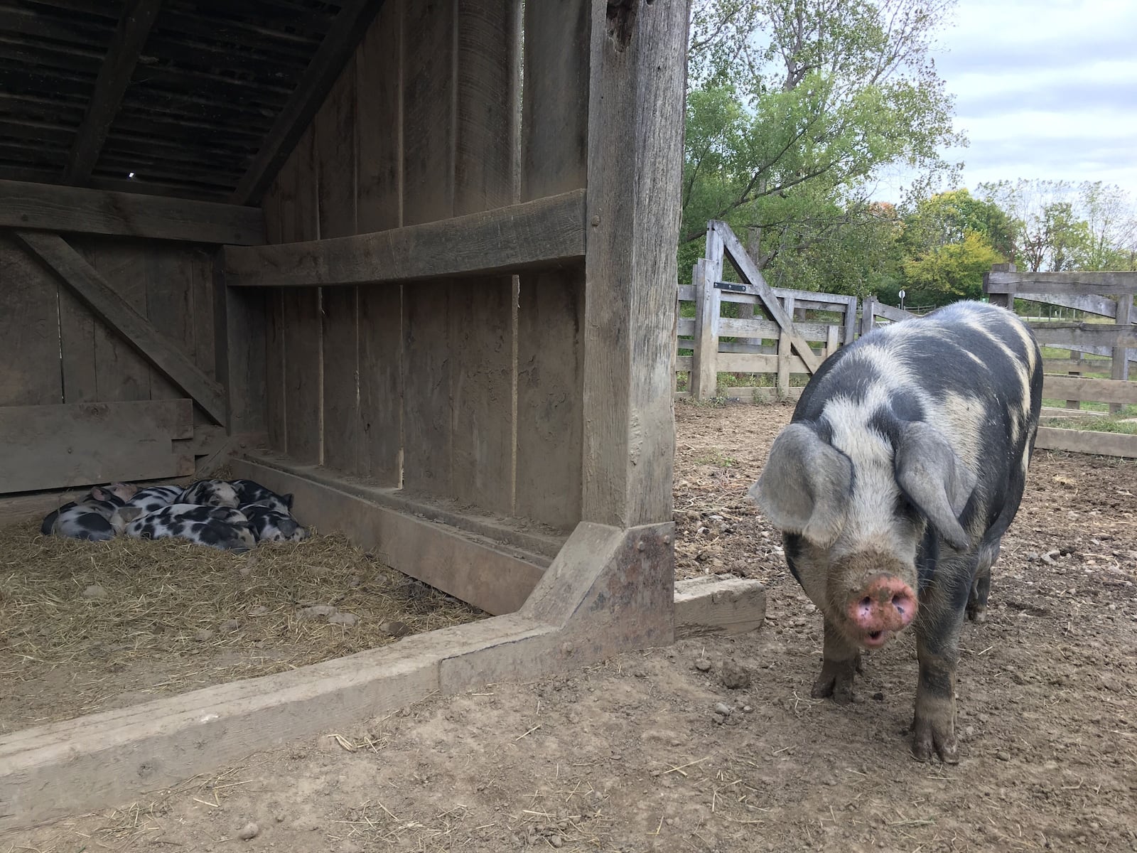 Carriage Hill MetroPark recently had two mamma Spot Pigs give birth to two litters of eight piglets. The public can visit the piglets for about another month before the piglets are moved to other locations.