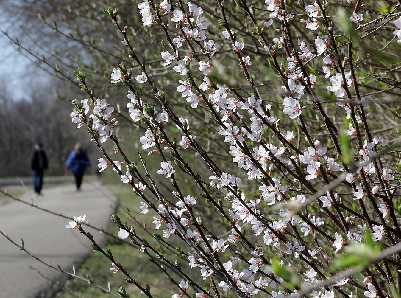 PHOTOS: Spring Has Sprung in Springfield