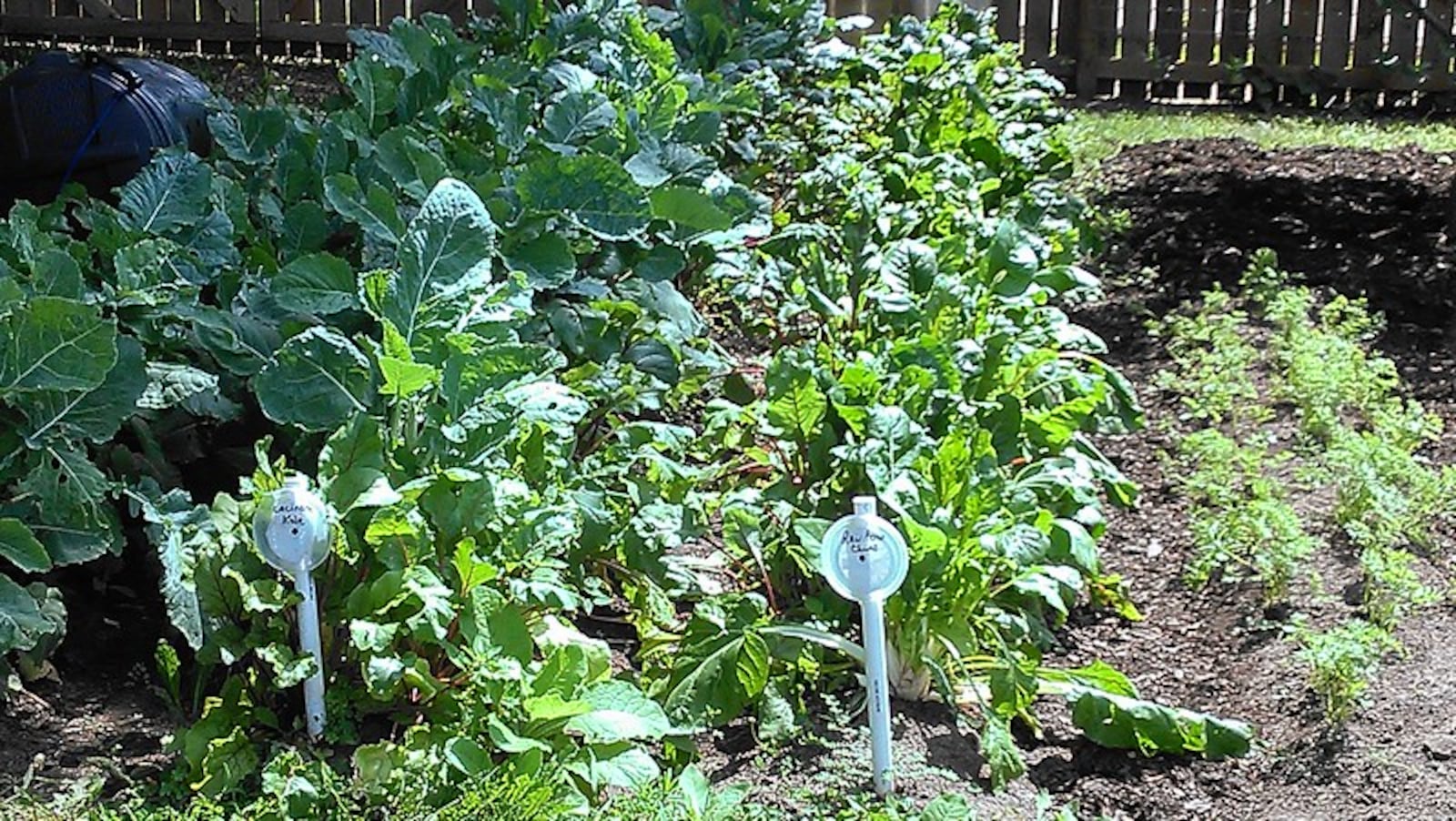 Gardening can be fun for the entire family and delicious too. CONTRIBUTED