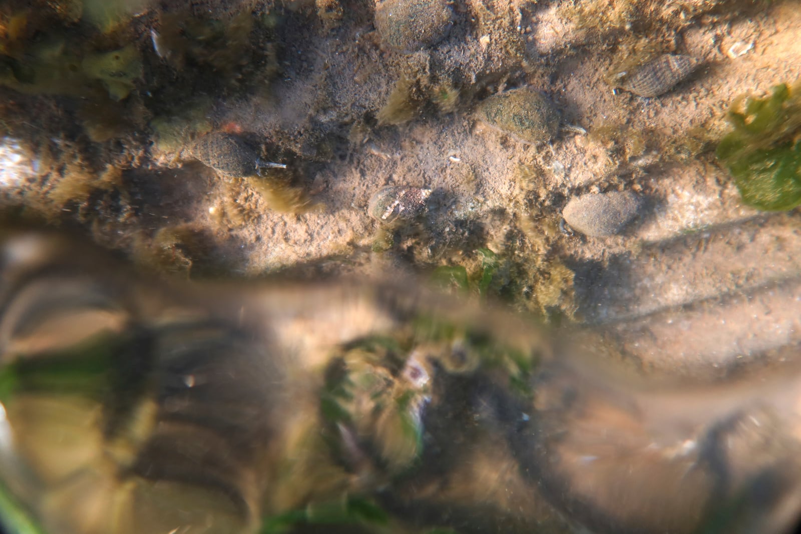 Snails and algae as seen in an artificial tide pool, part of artificial reefs designed to reduce risk from hurricanes after Superstorm Sandy on one of the eight, eco-friendly Living Breakwaters at the southernmost tip of New York City, off the coast of Staten Island, Wednesday, Oct. 9, 2024. (AP Photo/Cedar Attanasio)