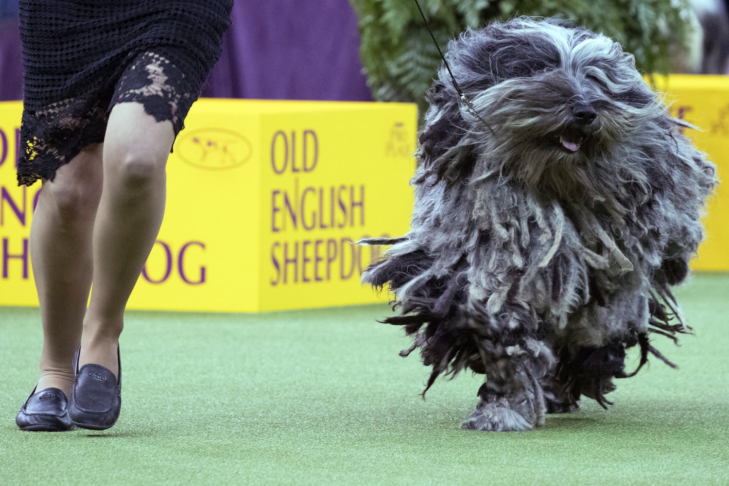 Photos: Westminster Dog Show 2018: Bichon frisé Flynn crowned best in show