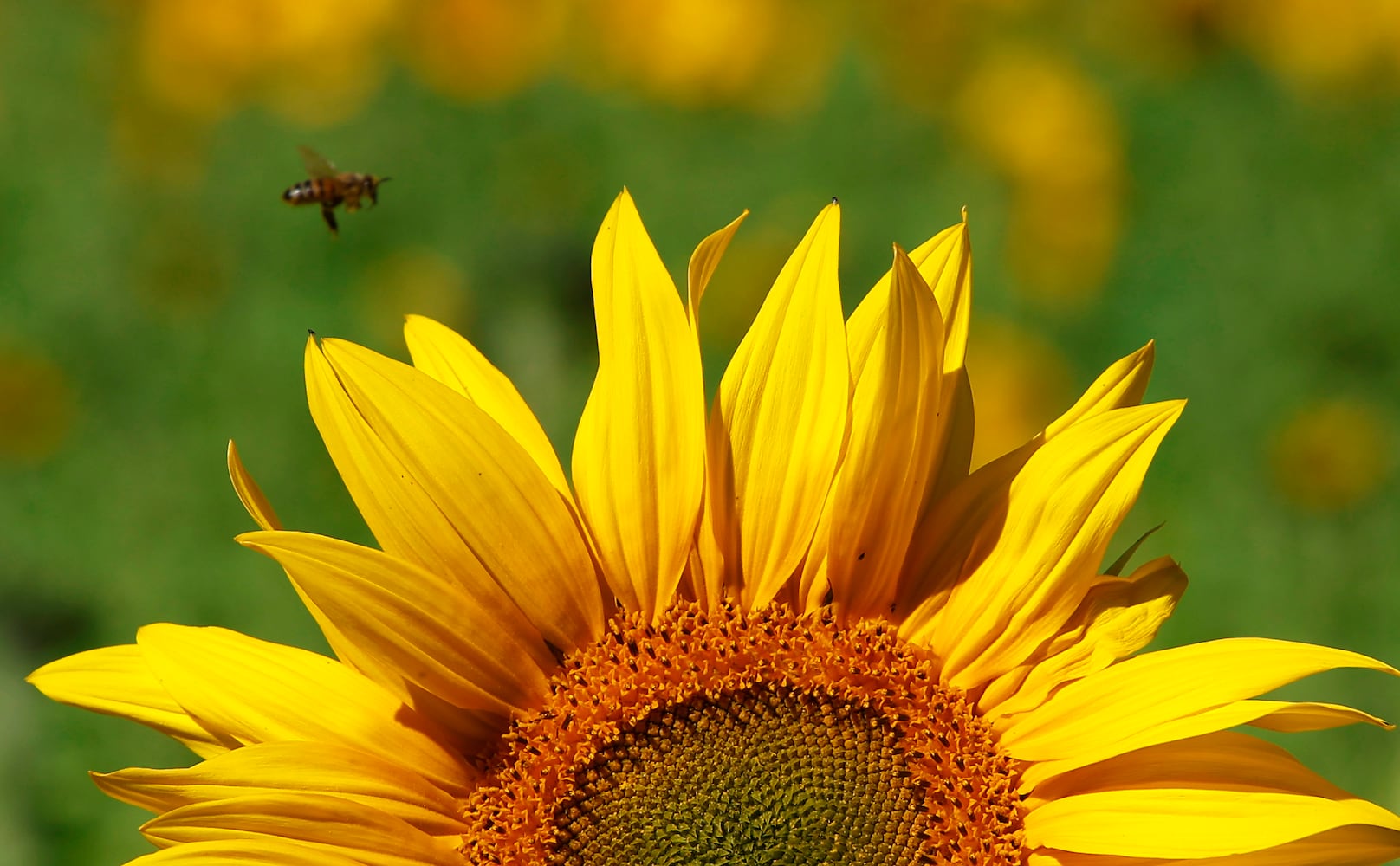 Sunflowers Field SNS