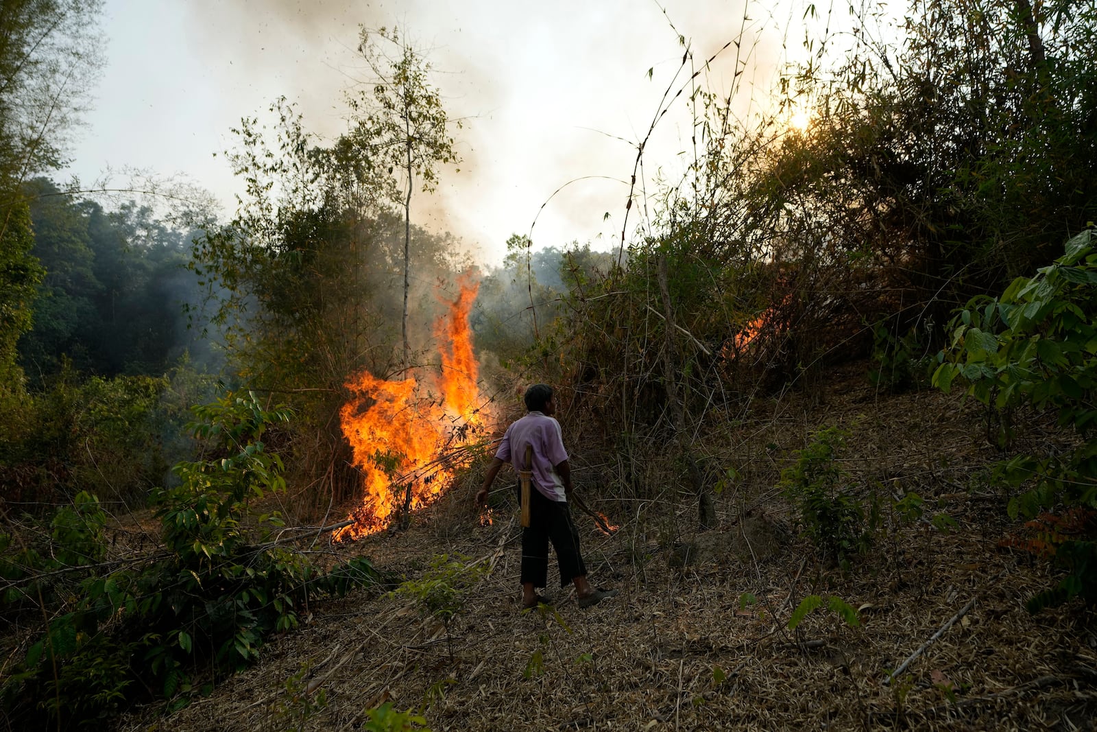 FILE - A member of the Pakanyo tribe set a fire in protected forest land at Chiang Mai province, Thailand, Monday, April 22, 2024. (AP Photo/Sakchai Lalit, File)