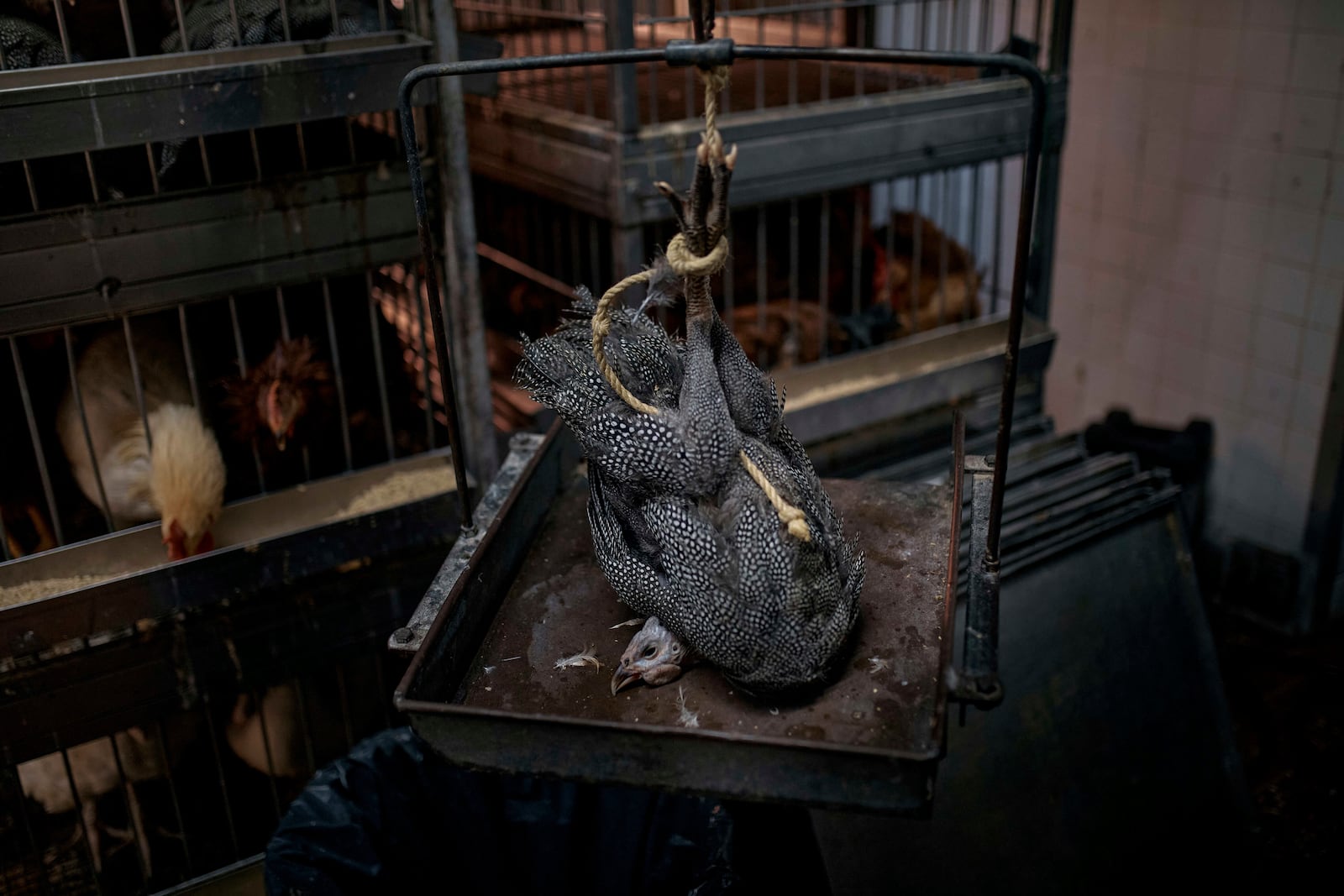 A chicken is weighed alive before being slaughtered inside a poultry store, Friday, Feb. 7, 2025, in New York. (AP Photo/Andres Kudacki)