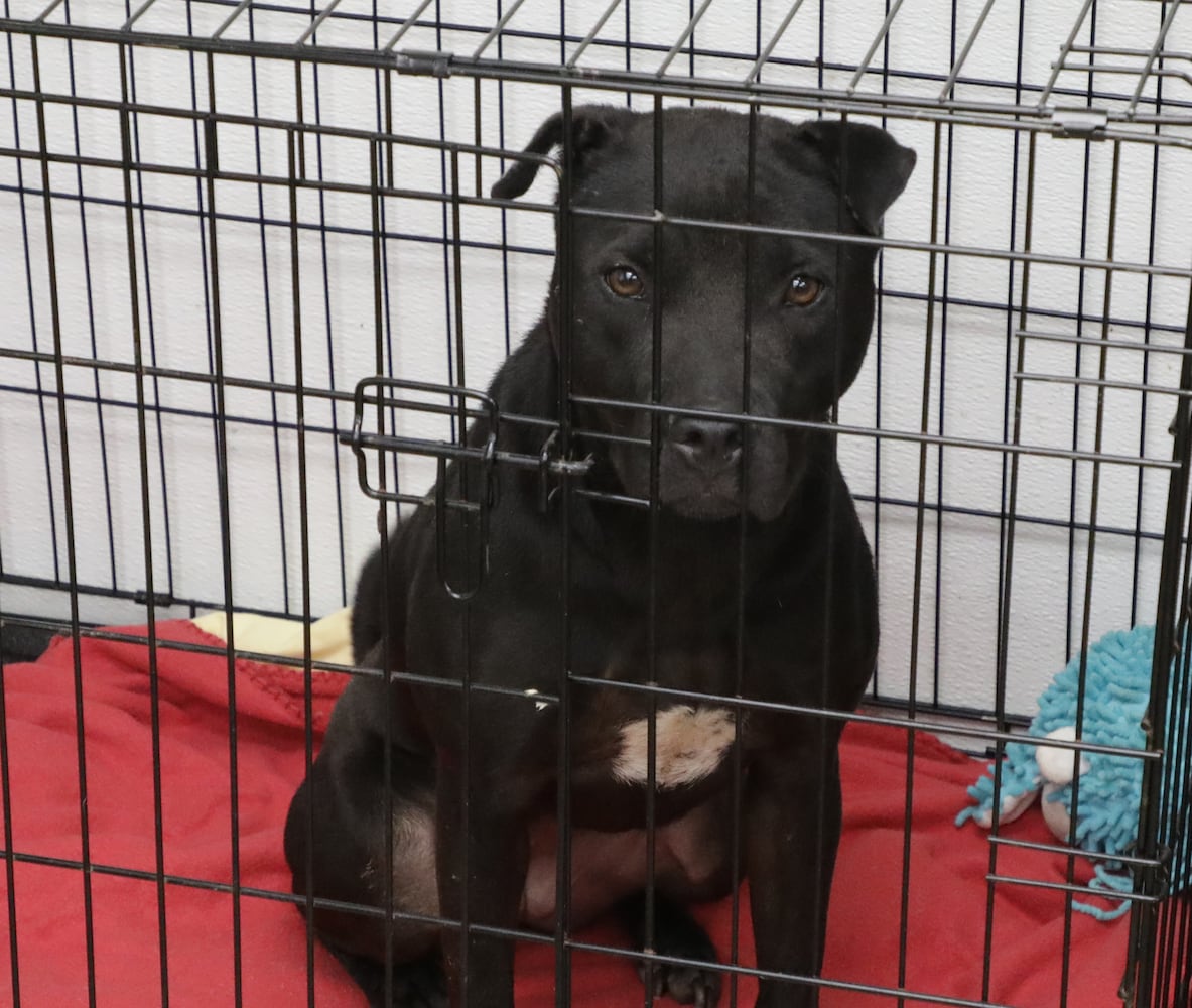 PHOTOS: Dogs at the Clark County Dog Shelter