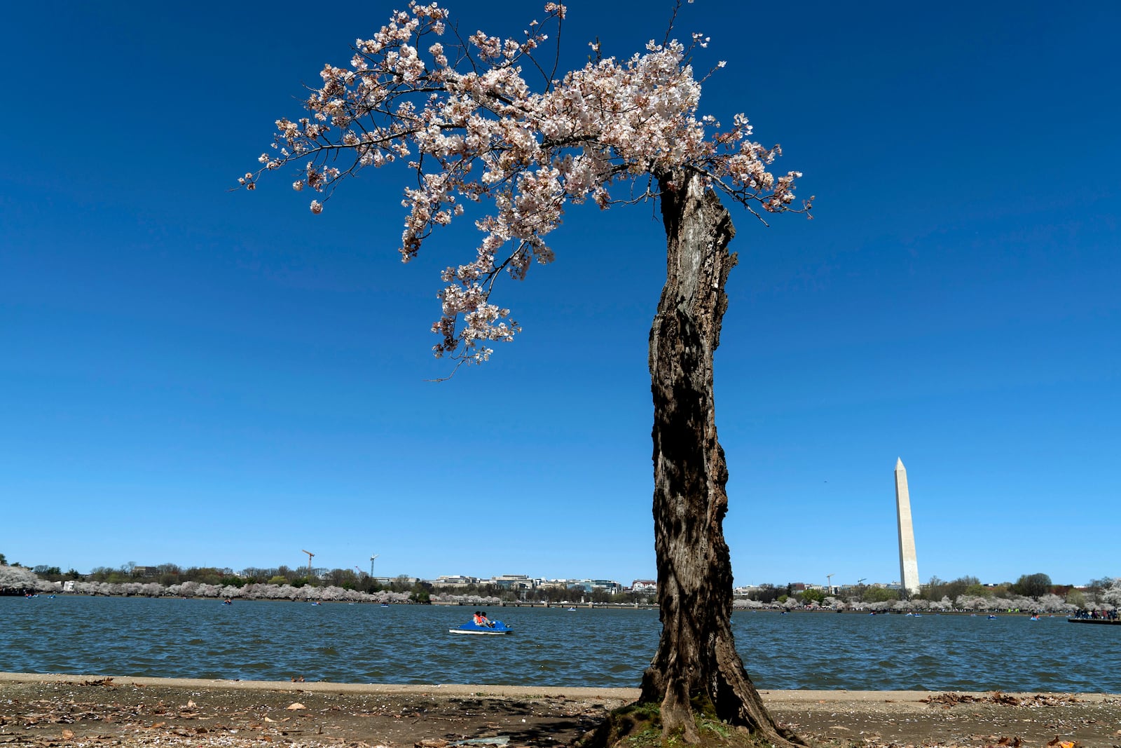 FILE - With the Washington Monument in the background, "Stumpy," the popular cherry tree, is seen at the tidal basin as cherry trees enter peak bloom in Washington, March 24, 2024. (AP Photo/Jose Luis Magana, File)