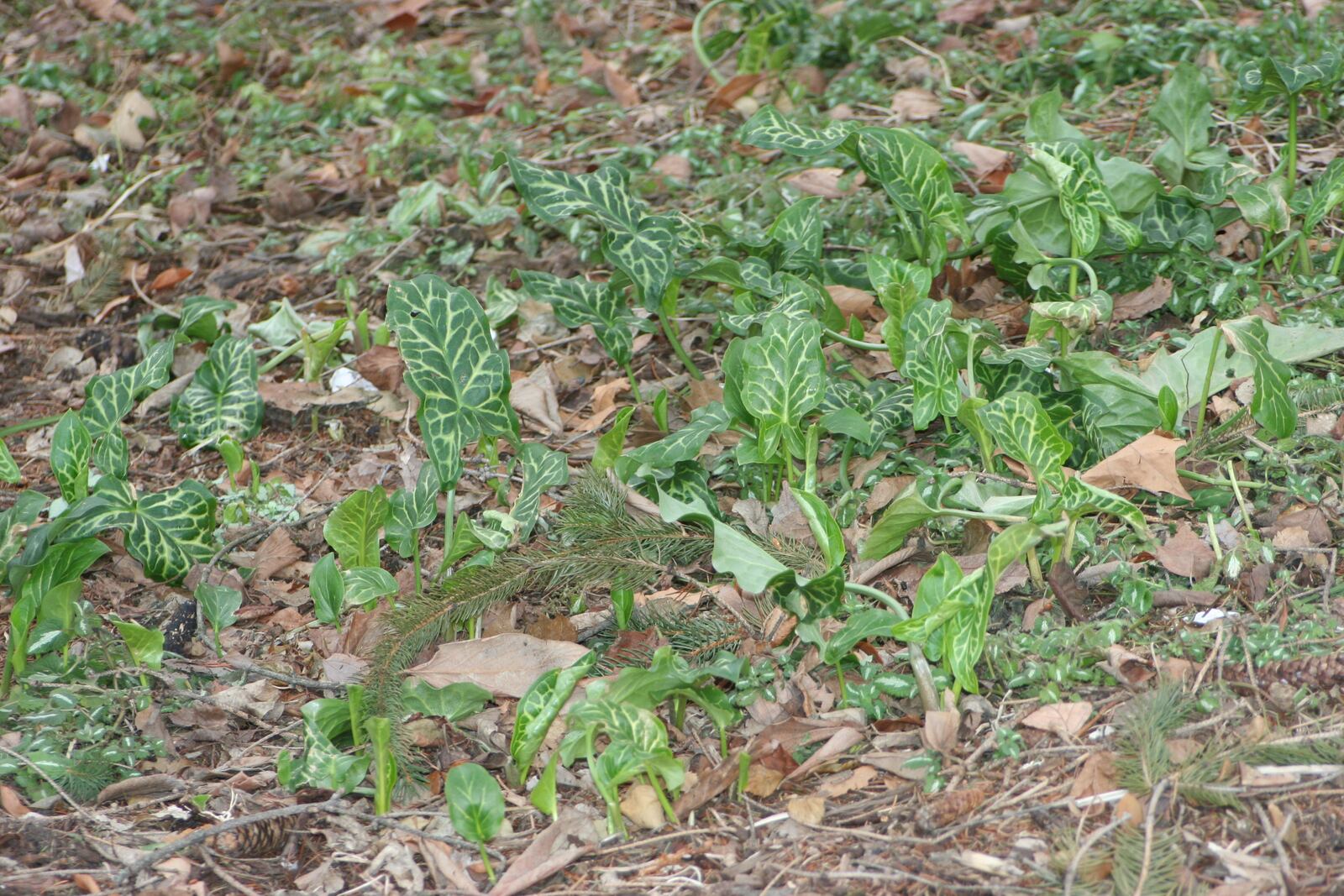 Foliage of arum is evergreen in the winter; thus far no winter damage in my landscape. CONTRIBUTED