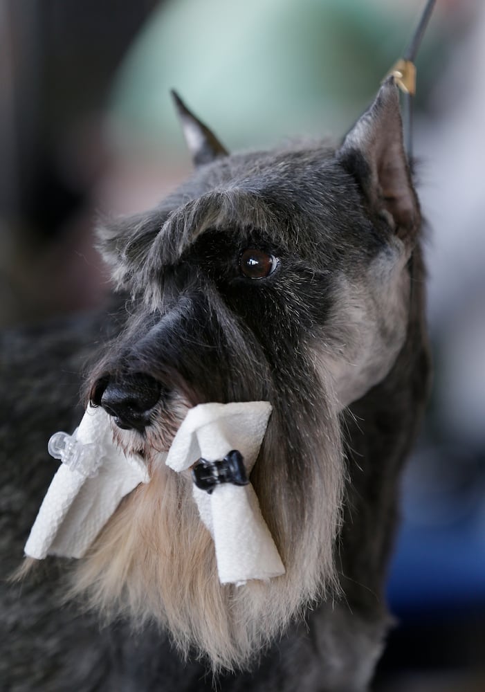 Photos: Westminster Dog Show 2018: Bichon frisé Flynn crowned best in show