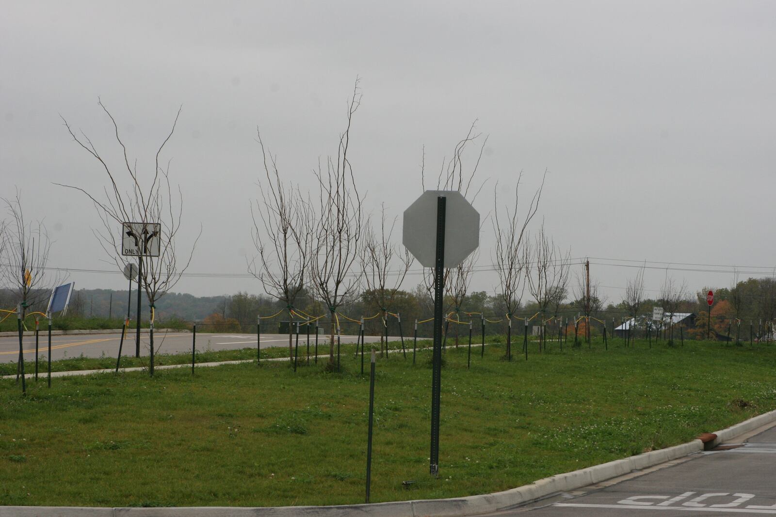 Newly planted trees that did not get watered during the previous season’s drought.