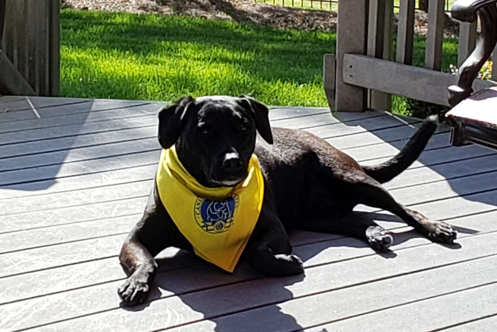 Teddy sporting his AKC Good Citizen bandana. KARIN SPICER