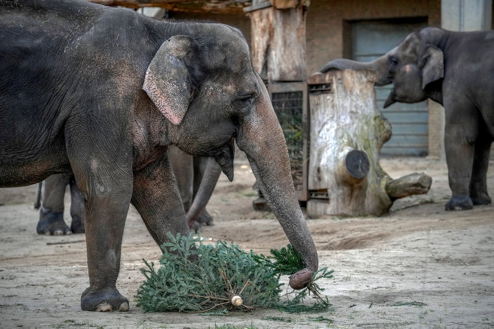 An elephant feasts on Christmas tree during the feeding of the elephants with unused Christmas trees, at the Zoo in Berlin, Germany, Friday, Jan. 3, 2025. (AP Photo/Ebrahim Noroozi)