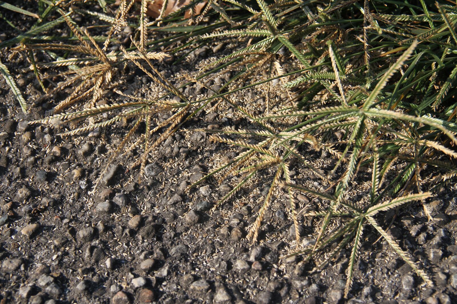 Goosegrass going to seed – eliminate this in the garden before this happens. CONTRIBUTED