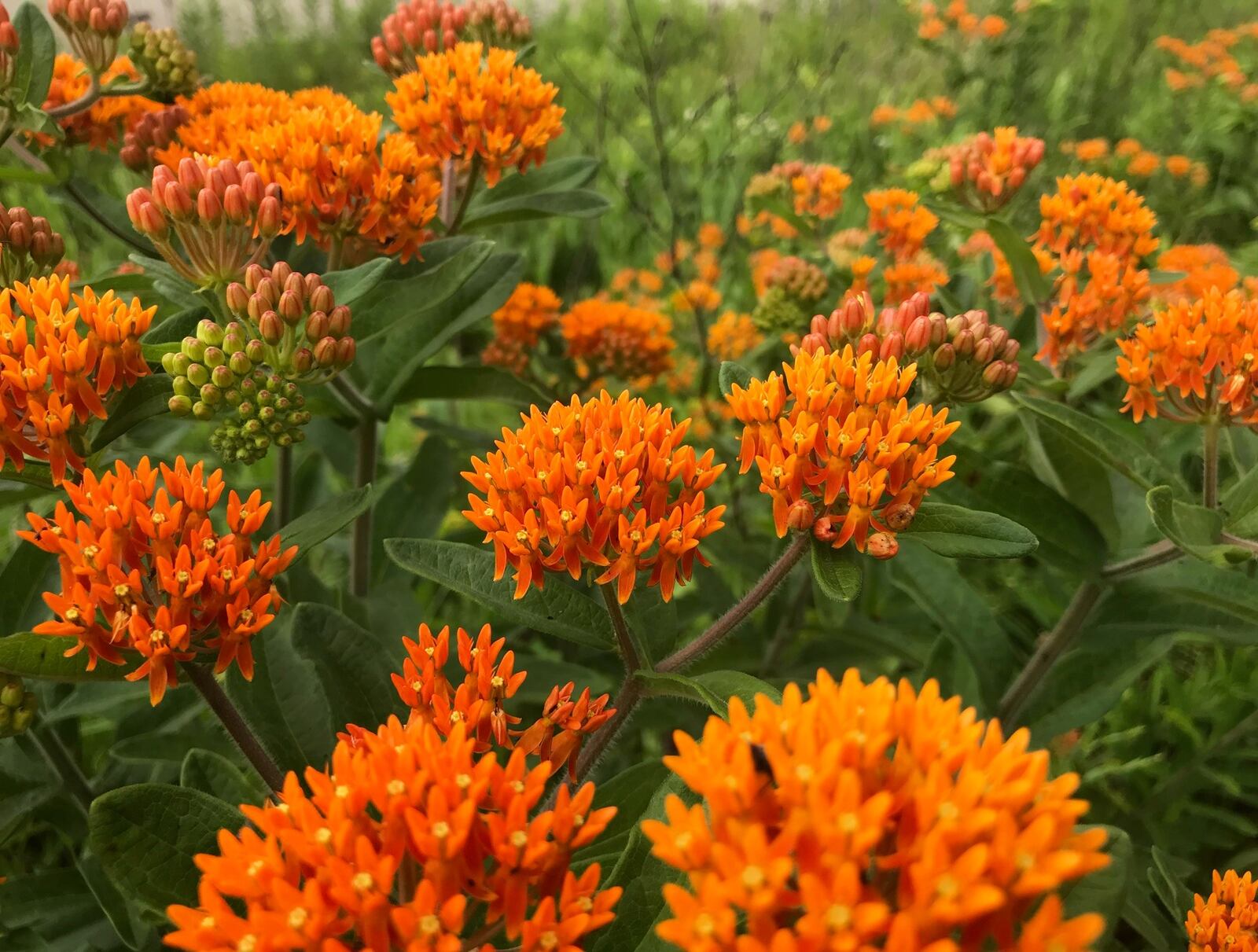 Milkweed flowers are a magnet for butterflies and pollinators -- Jason Sullivan