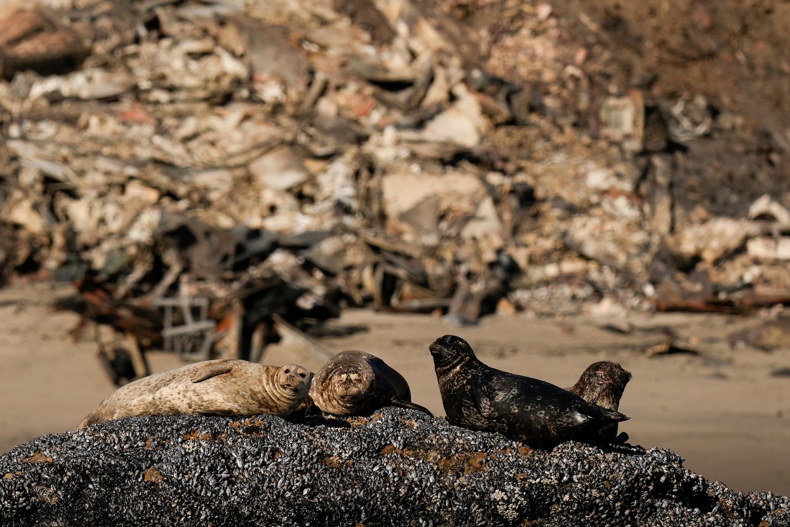 Seals are perched on a rock in front of homes damaged by the Palisades Fire Wednesday, Jan. 15, 2025 in Malibu, Calif. (AP Photo/Carolyn Kaster)