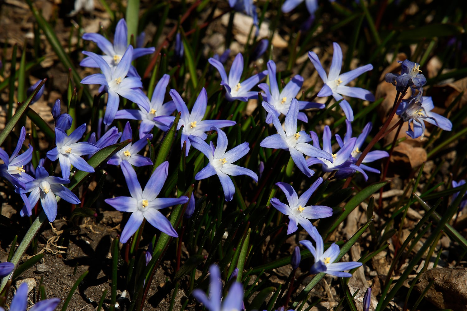 Spring Flowers SNS