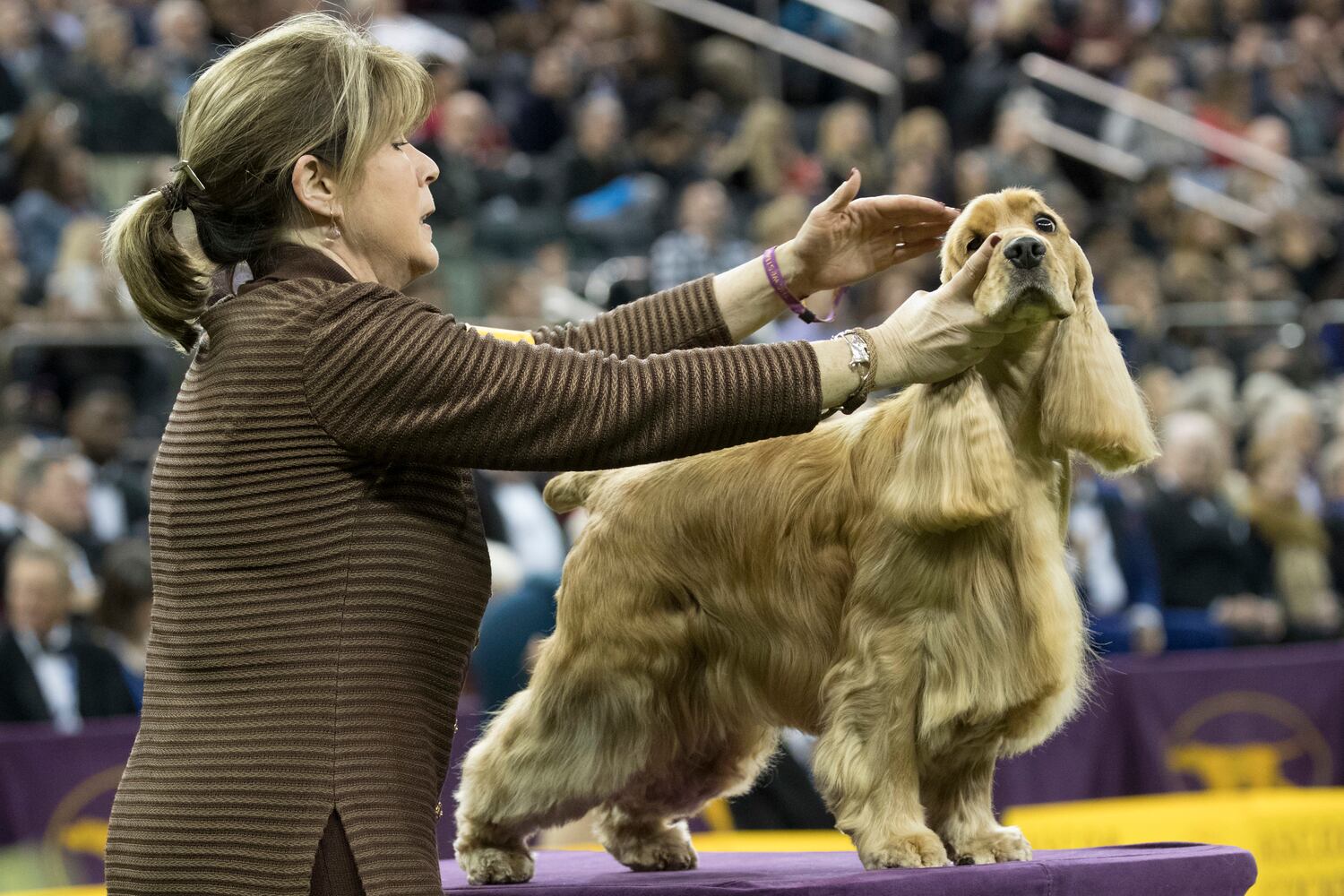 Photos: Westminster Dog Show 2018: Bichon frisé Flynn crowned best in show