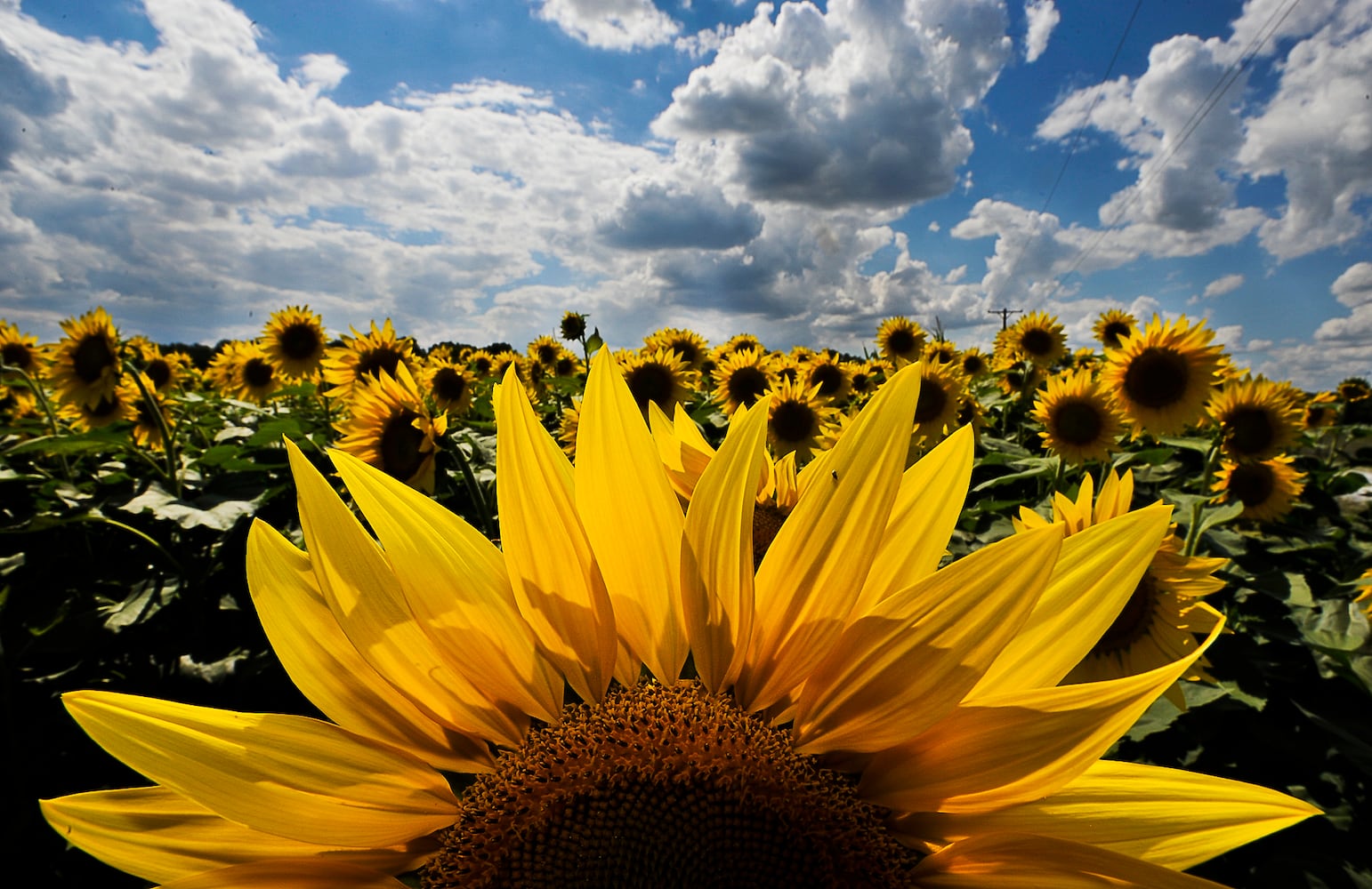 Yellow Springs Sunflowers