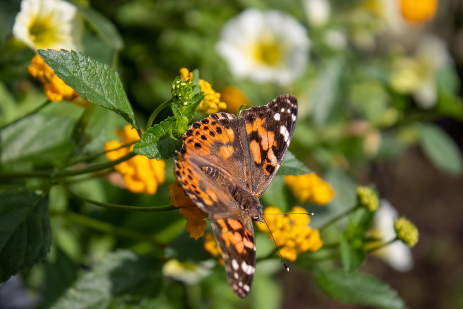 Meadow View Grower’s (MVG) Butterfly and Monarch Habitat will reopen for its sixth year on Monday at 755 N. Dayton Lakeview Road in New Carlisle. Pictured is a painted lady butterfly. Contributed/MVG