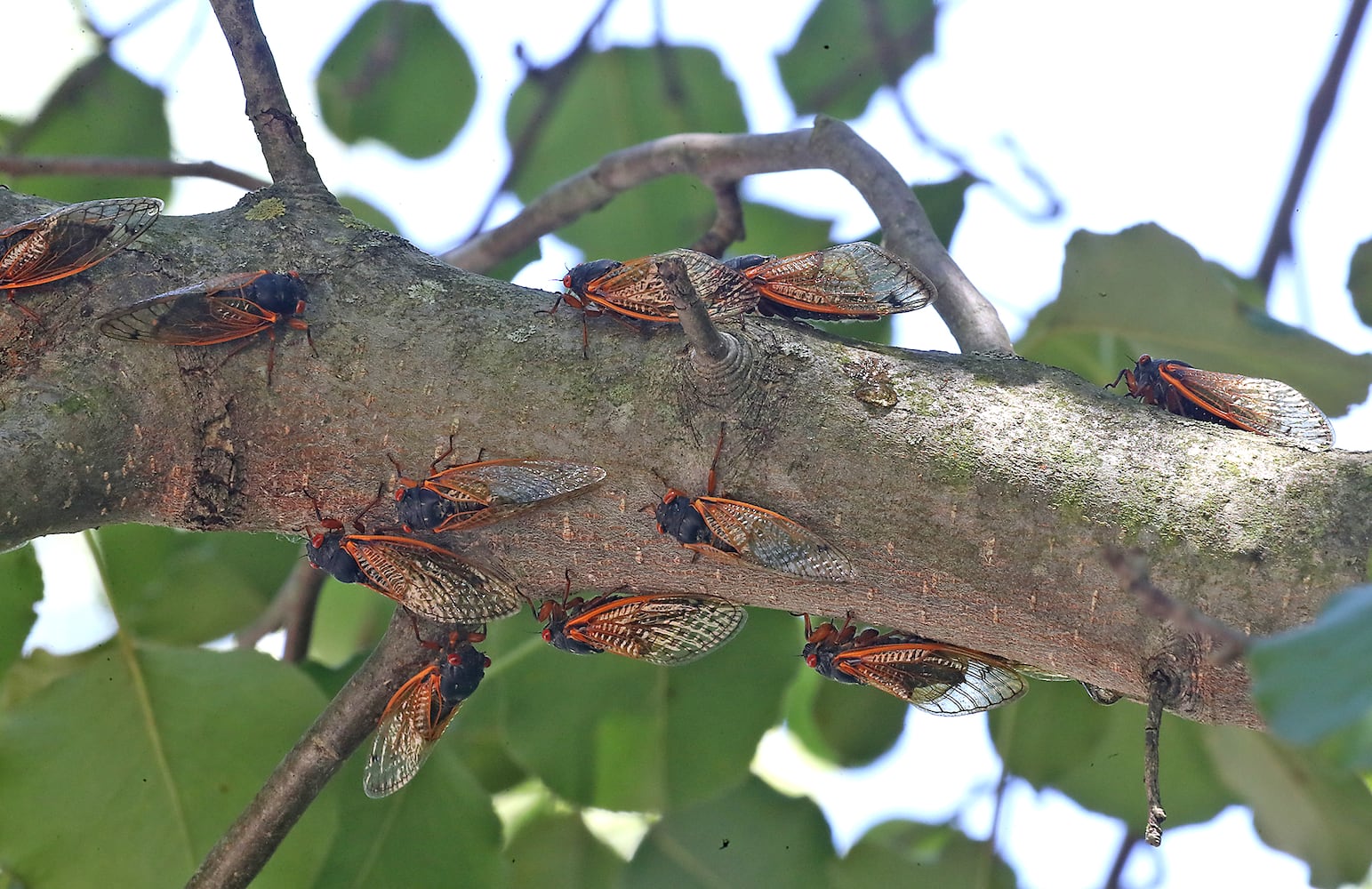 060421 Cicadas SNS