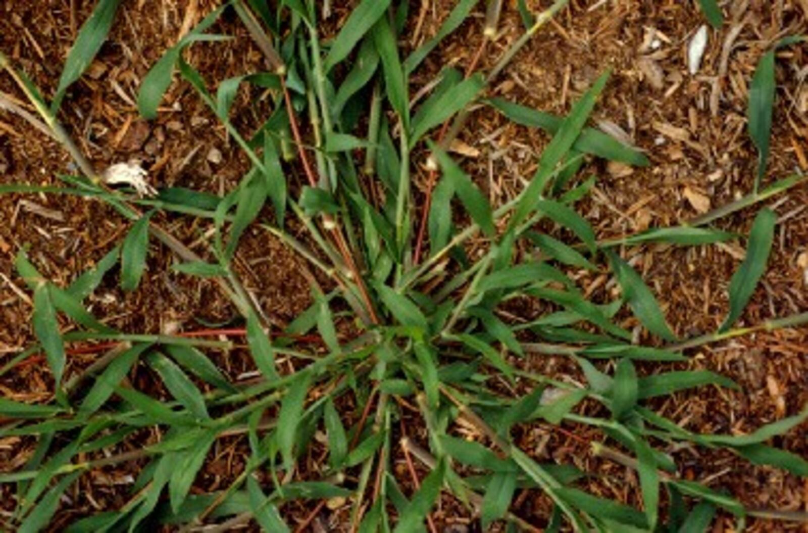 Crabgrass germinates when soil temperatures are around 56 degrees  for several days in a row. CONTRIBUTED