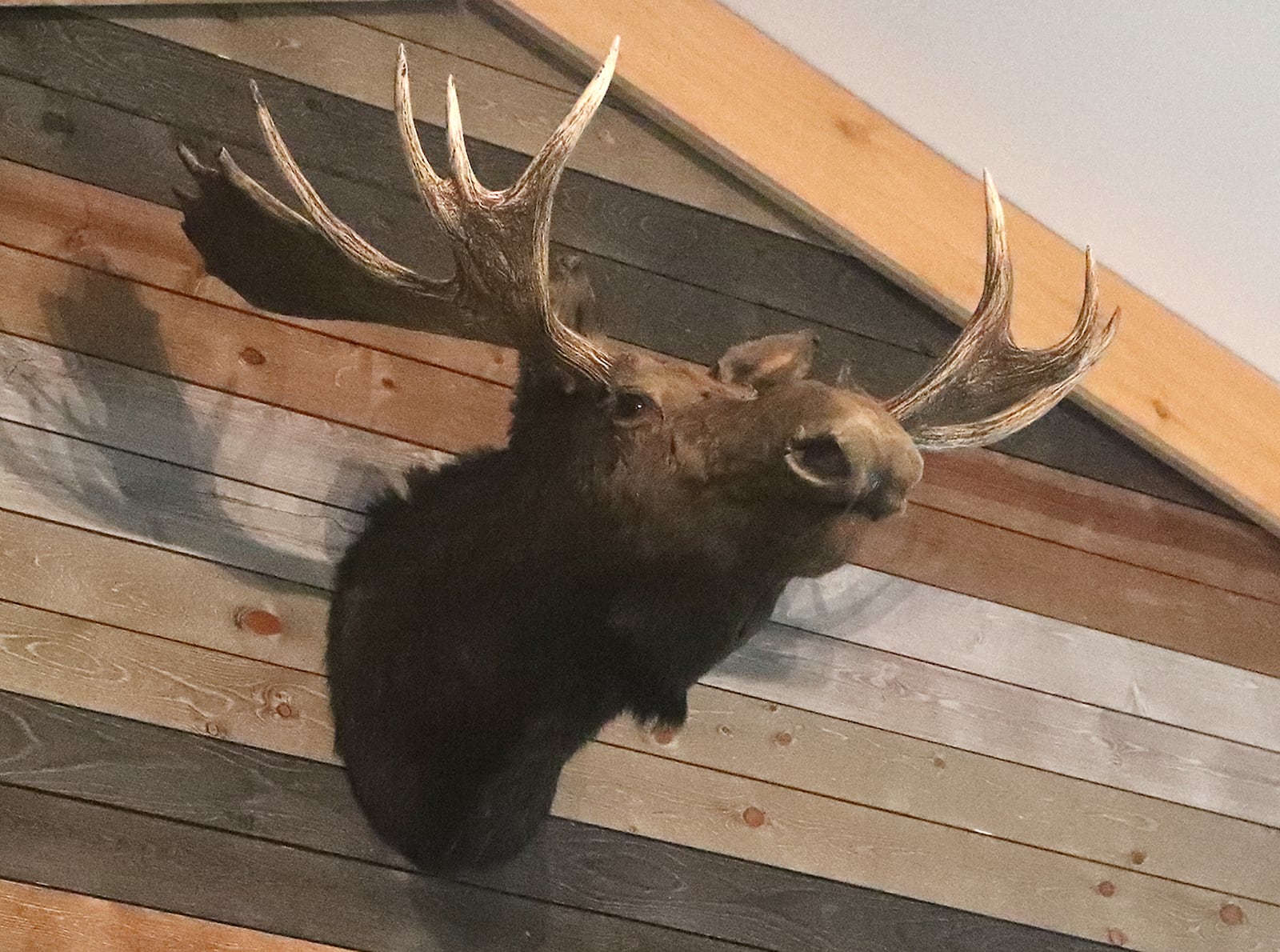 A moose head trophy, which used to be located upstairs in the offices at Brain Lumber is something owner Brant Cornelison remembers from his youth. BILL LACKEY/STAFF