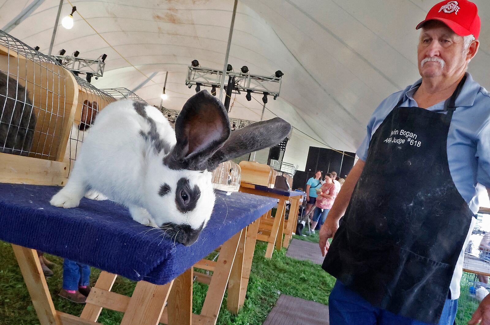 Rabbit judge Kevin Bogan watches as a Checkered Giant rabbit moves across the judges tables Sunday, July 23, 2023 during the Open Class Rabbit Show at the Clark County Fair. BILL LACKEY/STAFF