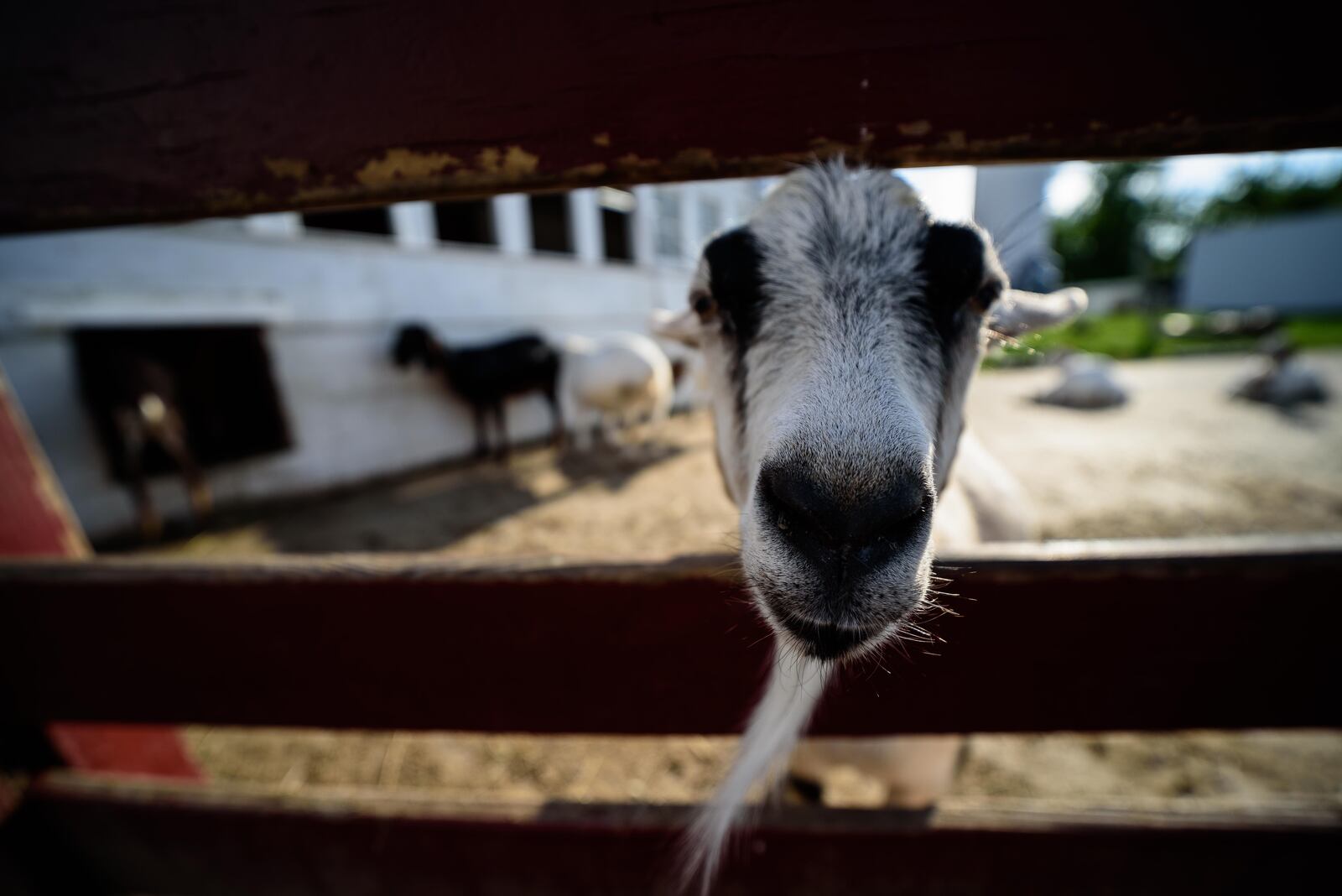 Young’s Dairy is always a good time. But on Memorial Day Weekend, Young’s offers some bonus fun with the addition of carnival rides. The fun continues today, May 27, 2019. Did we spot you eating ice cream, playing mini golf or making new animal friends? TOM GILLIAM/CONTRIBUTED PHOTOS