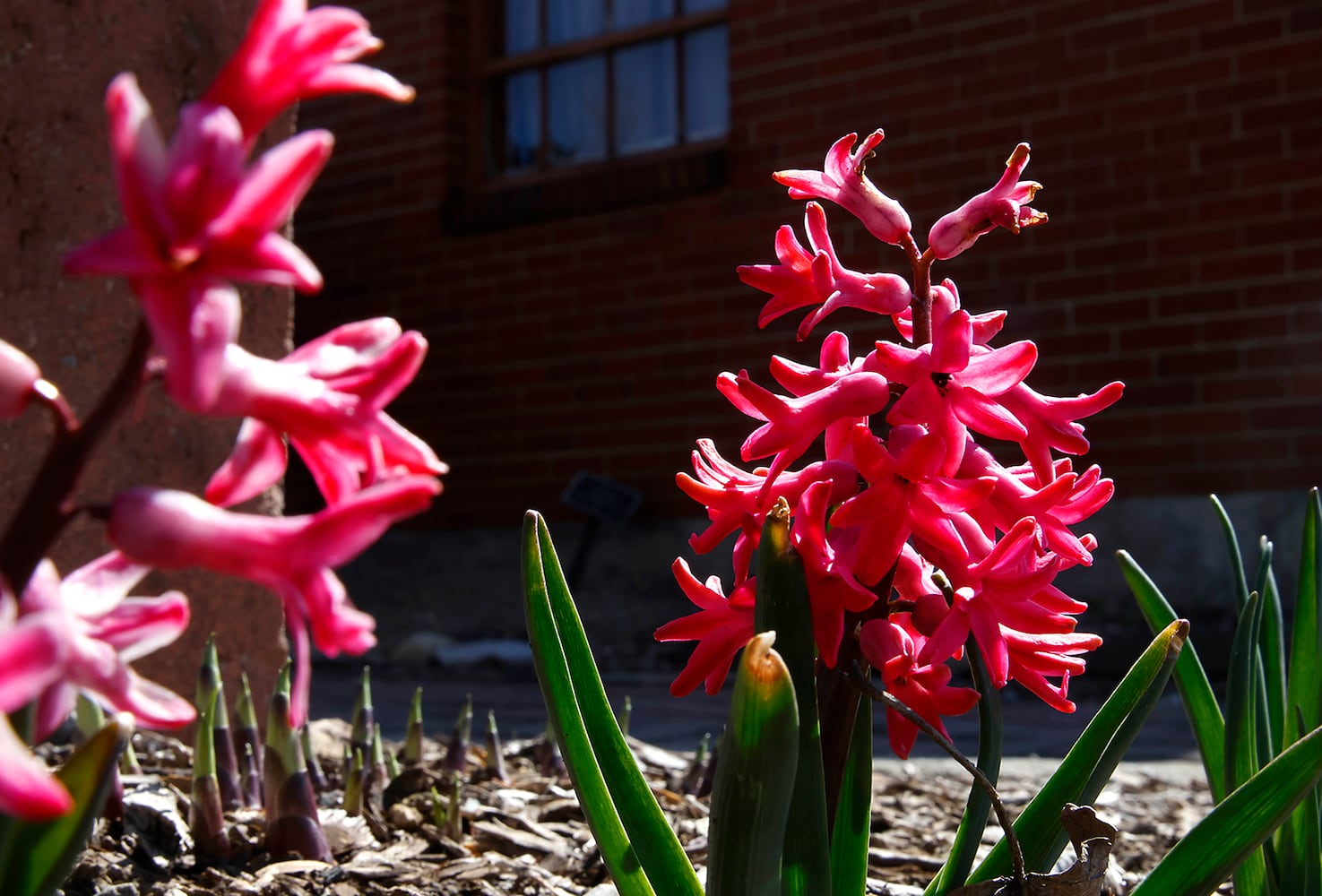 Spring Flowers SNS