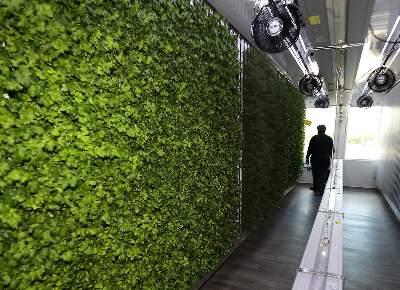 Leah Bahan-Harris, from Square Roots, look over some of the verticle crops growing in their indoor farm in Springfield Friday, Sept. 9, 2022. BILL LACKEY/STAFF