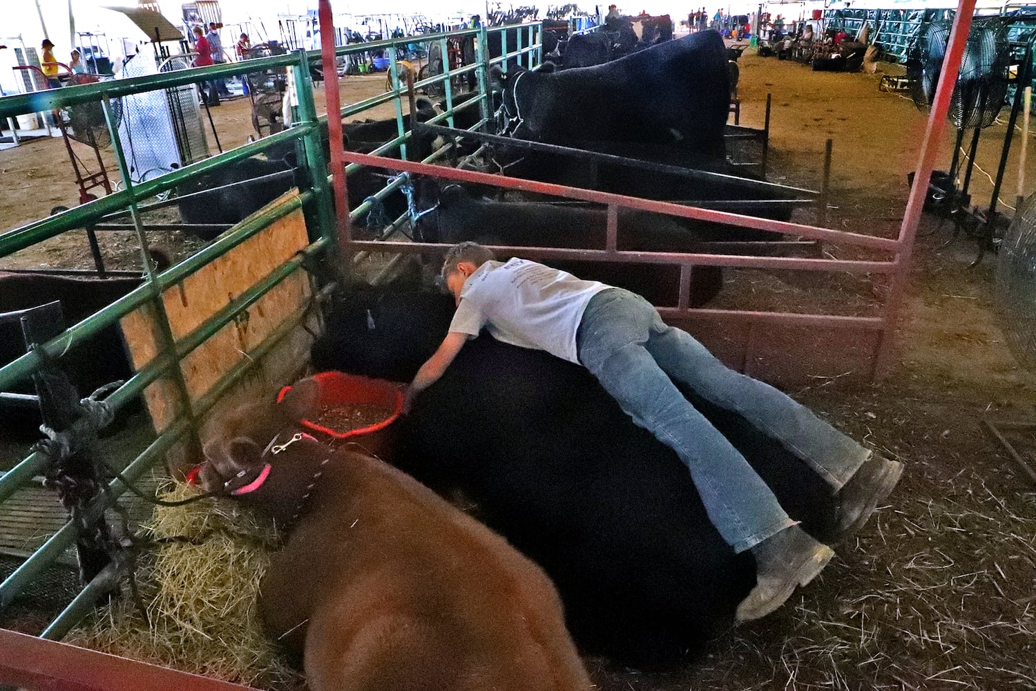 Clark County Fair