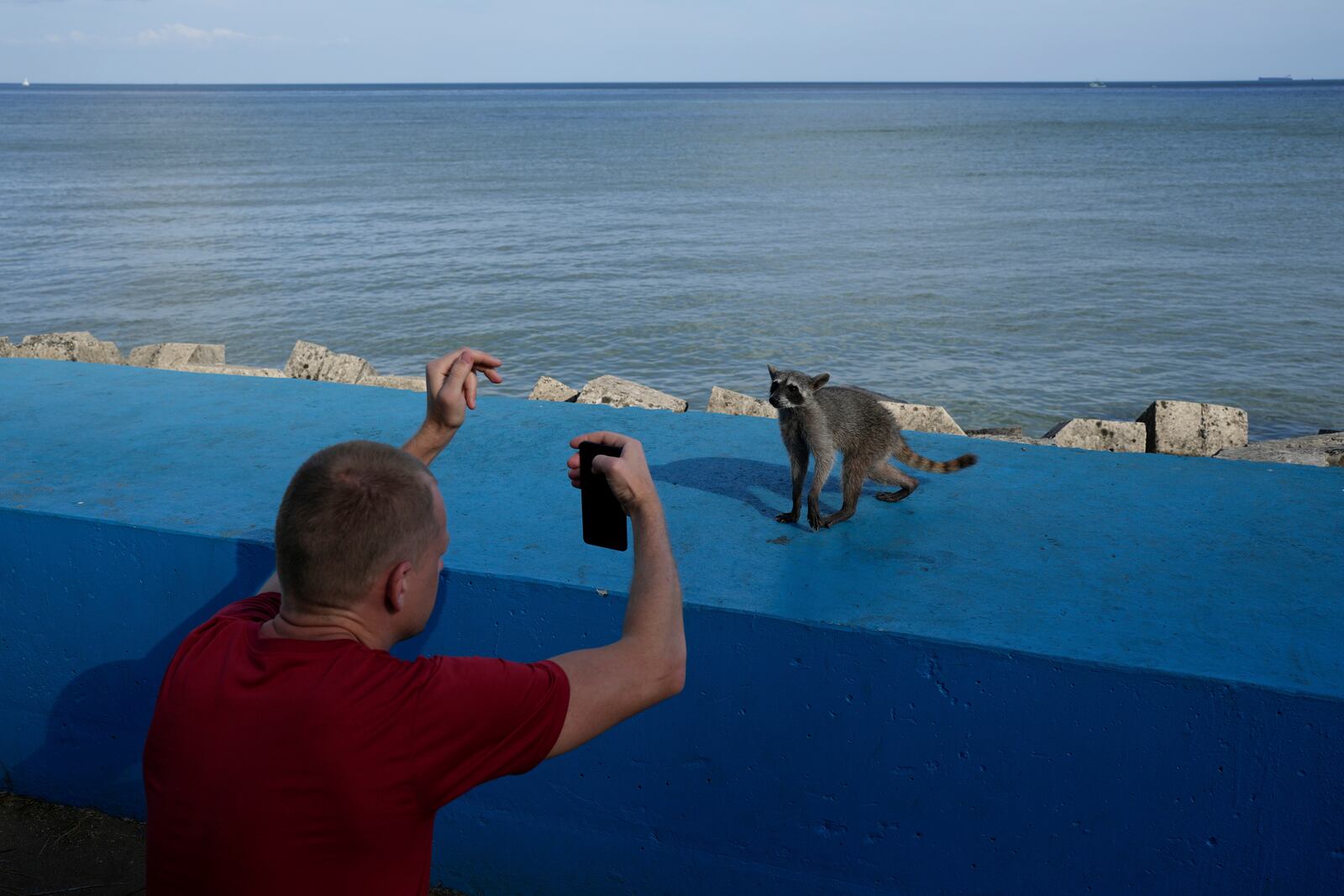 Aleksandr Surgin, a Russian migrant deported from the U.S., photographs a raccoon on the waterfront after visiting the Canadian Embassy in Panama City, in an attempt to seek asylum, Tuesday, March 18, 2025. (AP Photo/Matias Delacroix)