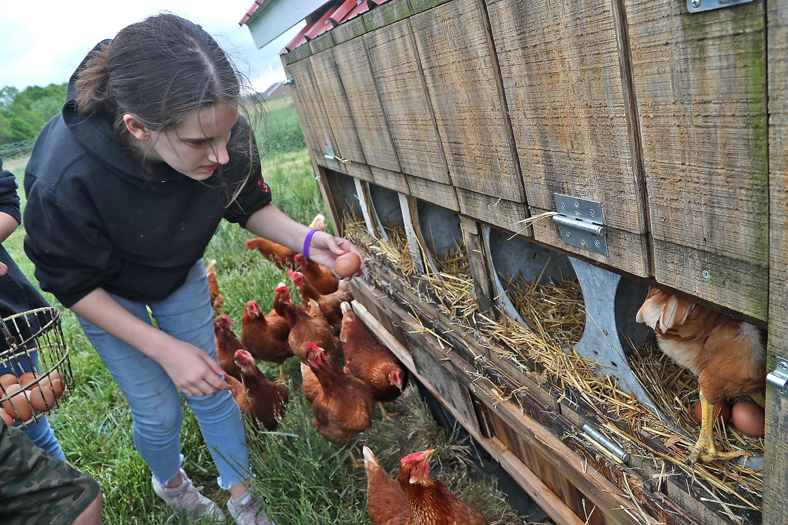 New Carlisle residents will be allowed to keep female chickens only (not roosters) at residential properties starting in late November 2024. Further rules on the issue are still being considered by city council. BILL LACKEY/STAFF