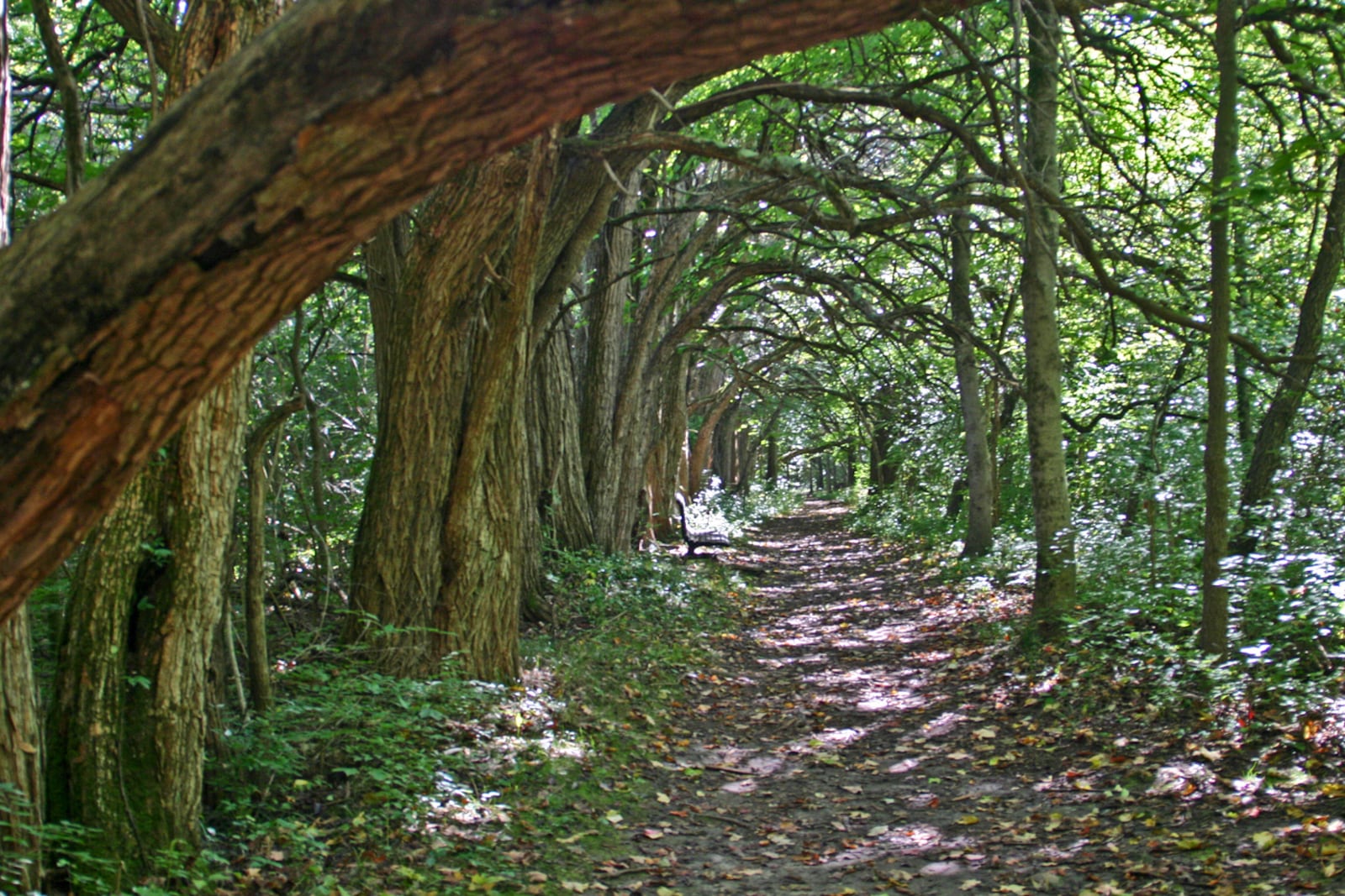 The Osage Tunnel at Sugarcreek MetroPark makes the perfect walking trail (CONTRIBUTED)