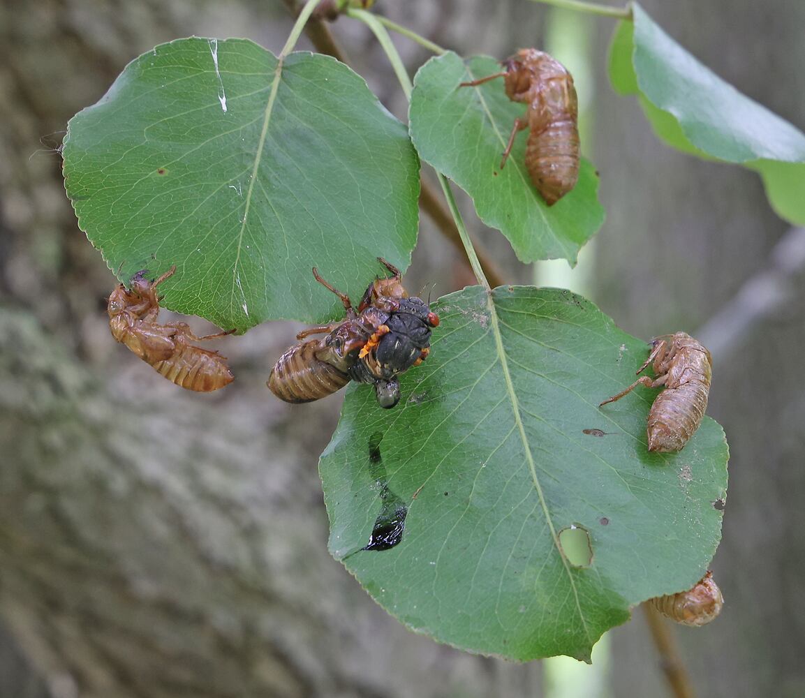 060421 Cicadas SNS