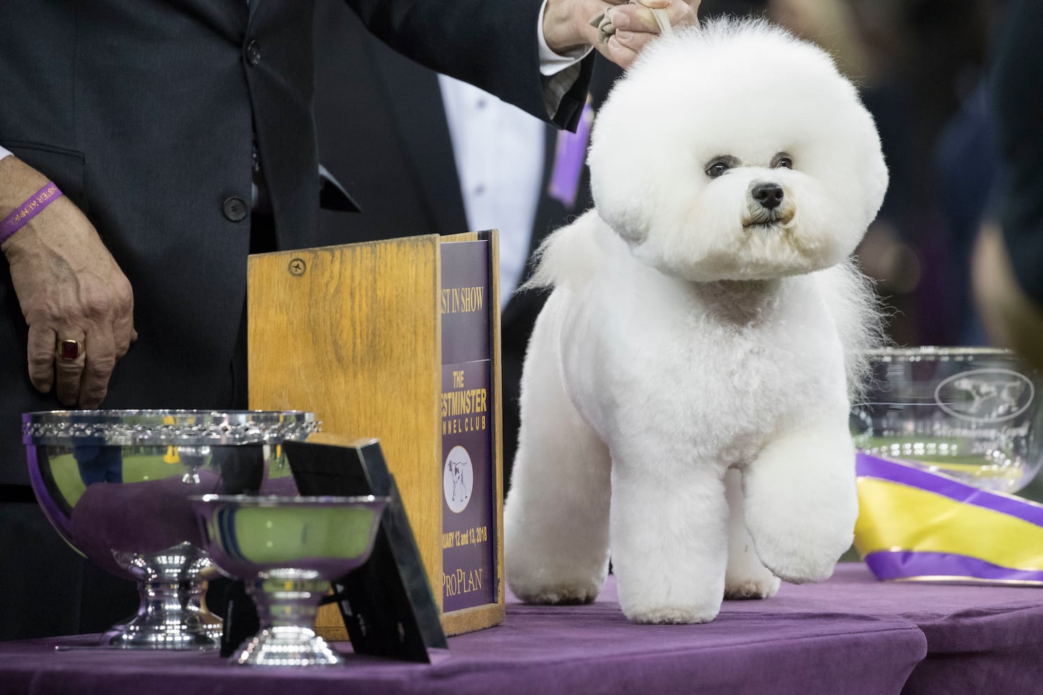 Photos: Westminster Dog Show 2018: Bichon frisé Flynn crowned best in show