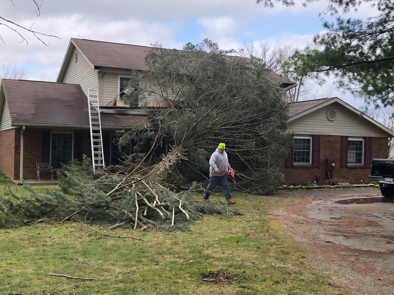 Trees felled by strong winds