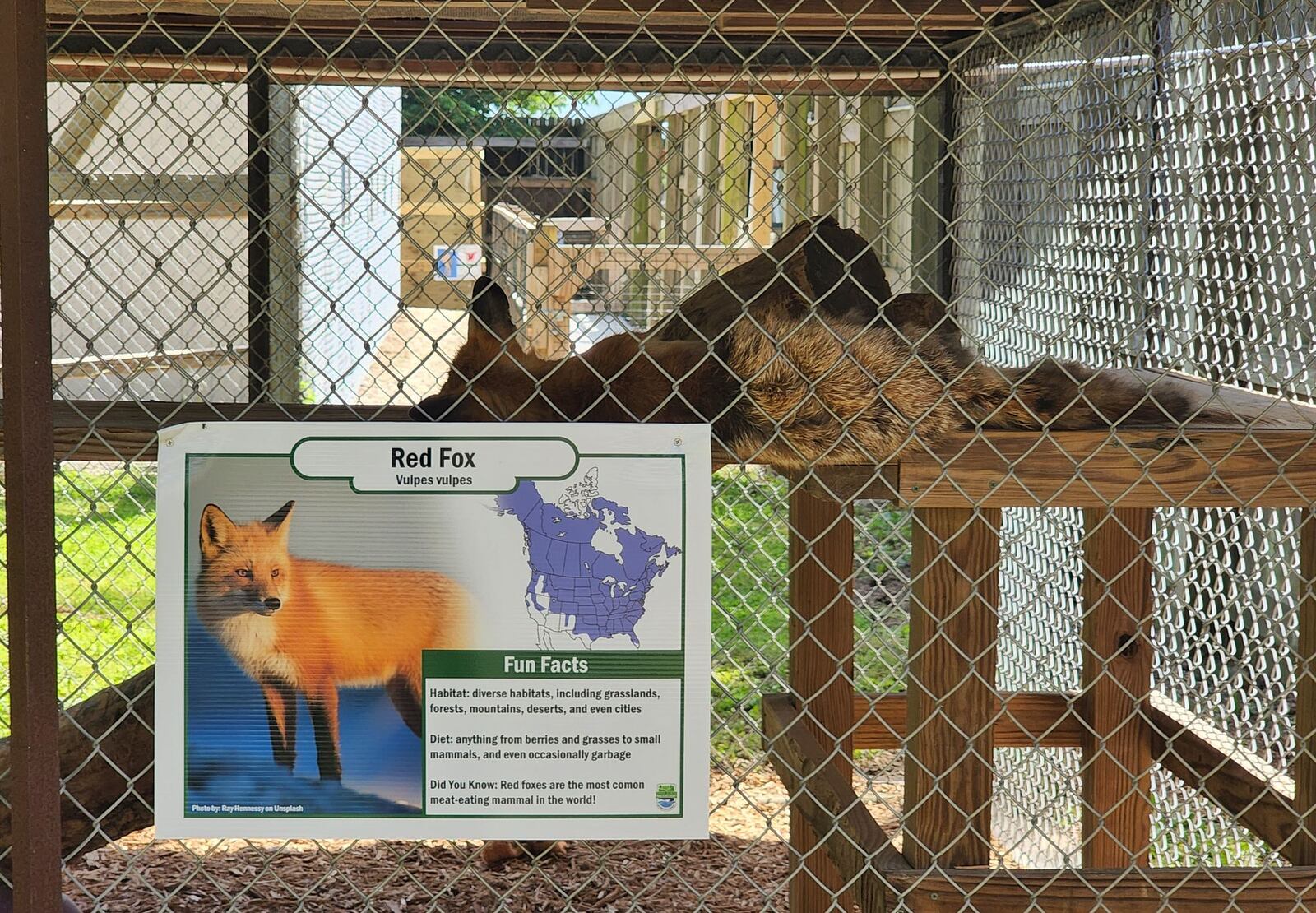 A red fox takes a nap in the outdoor section of the nature center at Hueston Woods State Park. The new building features interactive displays, aquariums with fish and reptiles, a pollinator habitat and more. NICK GRAHAM/STAFF