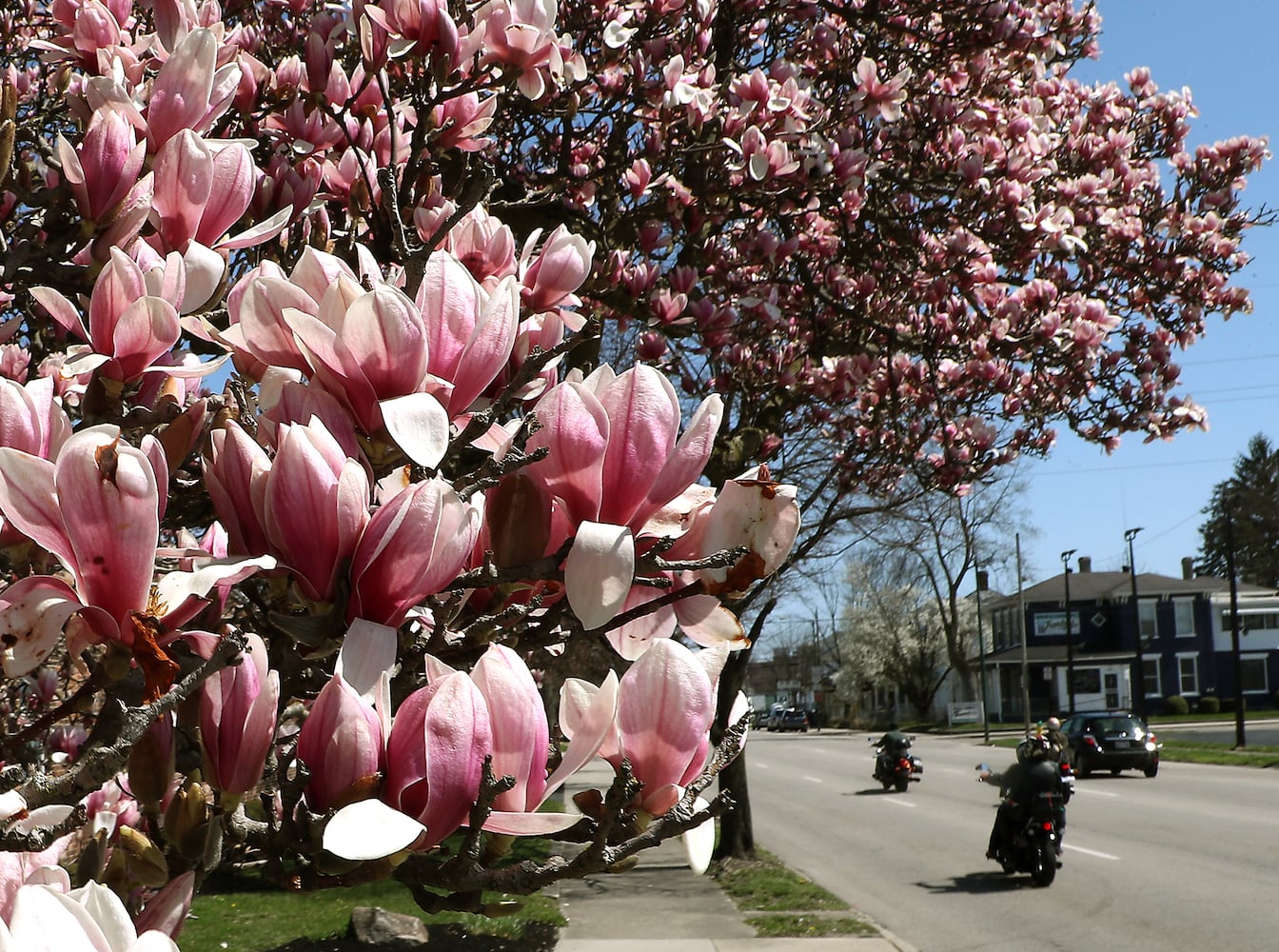 PHOTOS: Spring Has Sprung in Springfield