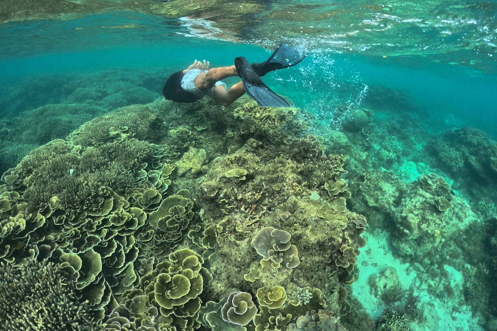 FILE - A man swims along coral reefs off Verde Island, Batangas province, Philippines on Jan. 24, 2024. (AP Photo/Aaron Favila, File)