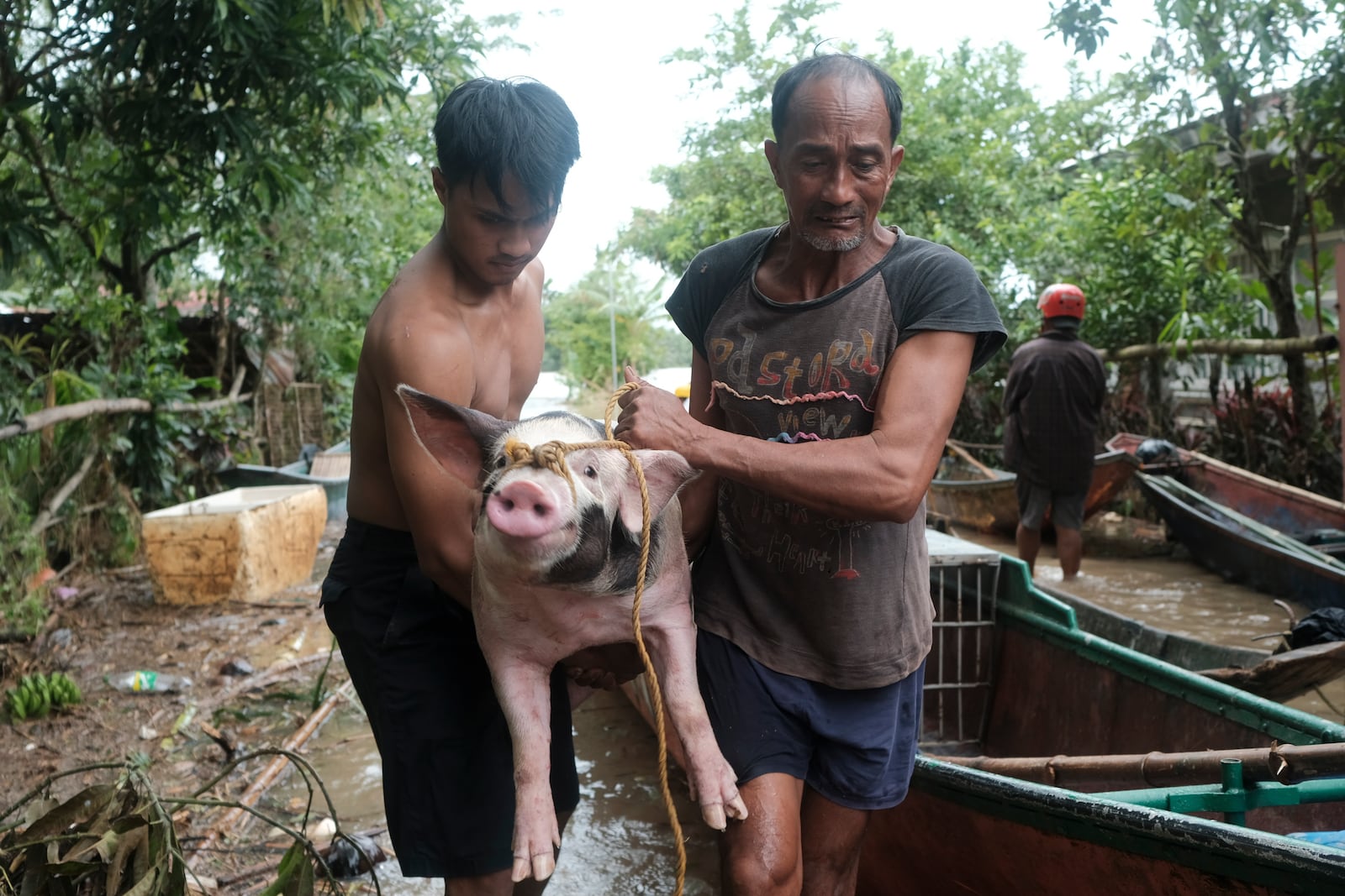 Residents carry their pig to safer grounds after floods caused by Tropical Storm Trami, locally named Kristine, continue to inundate Libon town, Albay province, Philippines on Thursday Oct. 24, 2024. (AP Photo/John Michael Magdasoc)