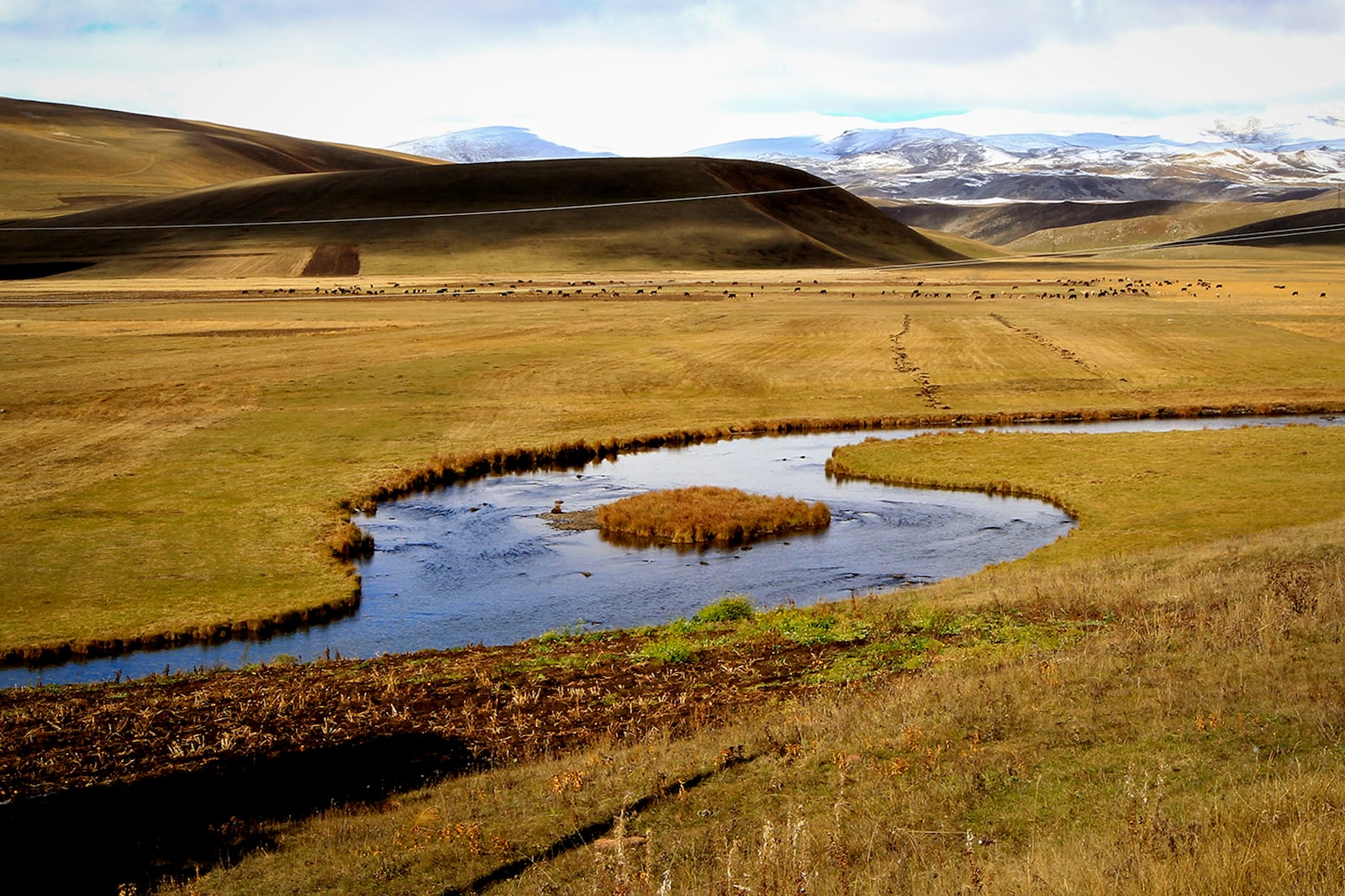 Cows graze in the meadow on a sunny day in the Javakheti region, Georgia, Tuesday, Oct. 22, 2024. (AP Photo/Shakh Aivazov)