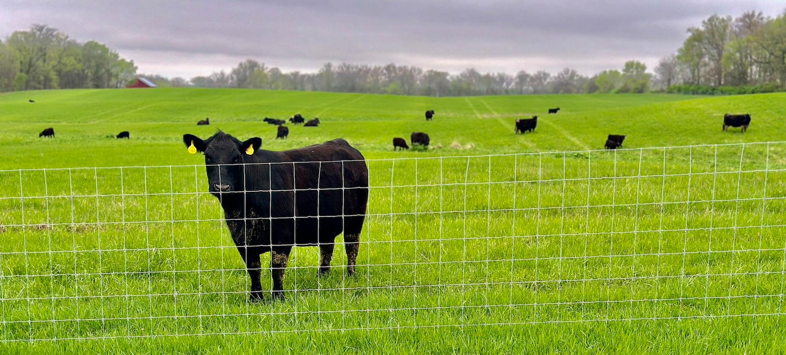 Honey Creek Beef is a closed herd cattle farm located at 6350 Addison-New Carlisle Road, just outside of Champaign County in New Carlisle (CONTRIBUTED PHOTO).