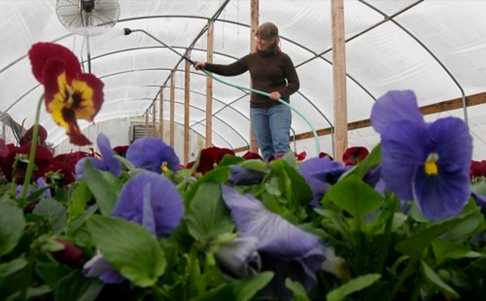 Archive photo of Knollwood Garden Center production green house in Beavercreek Township. Cheryl Hopkins, then assistant manager of the growing facility, watered pansies.