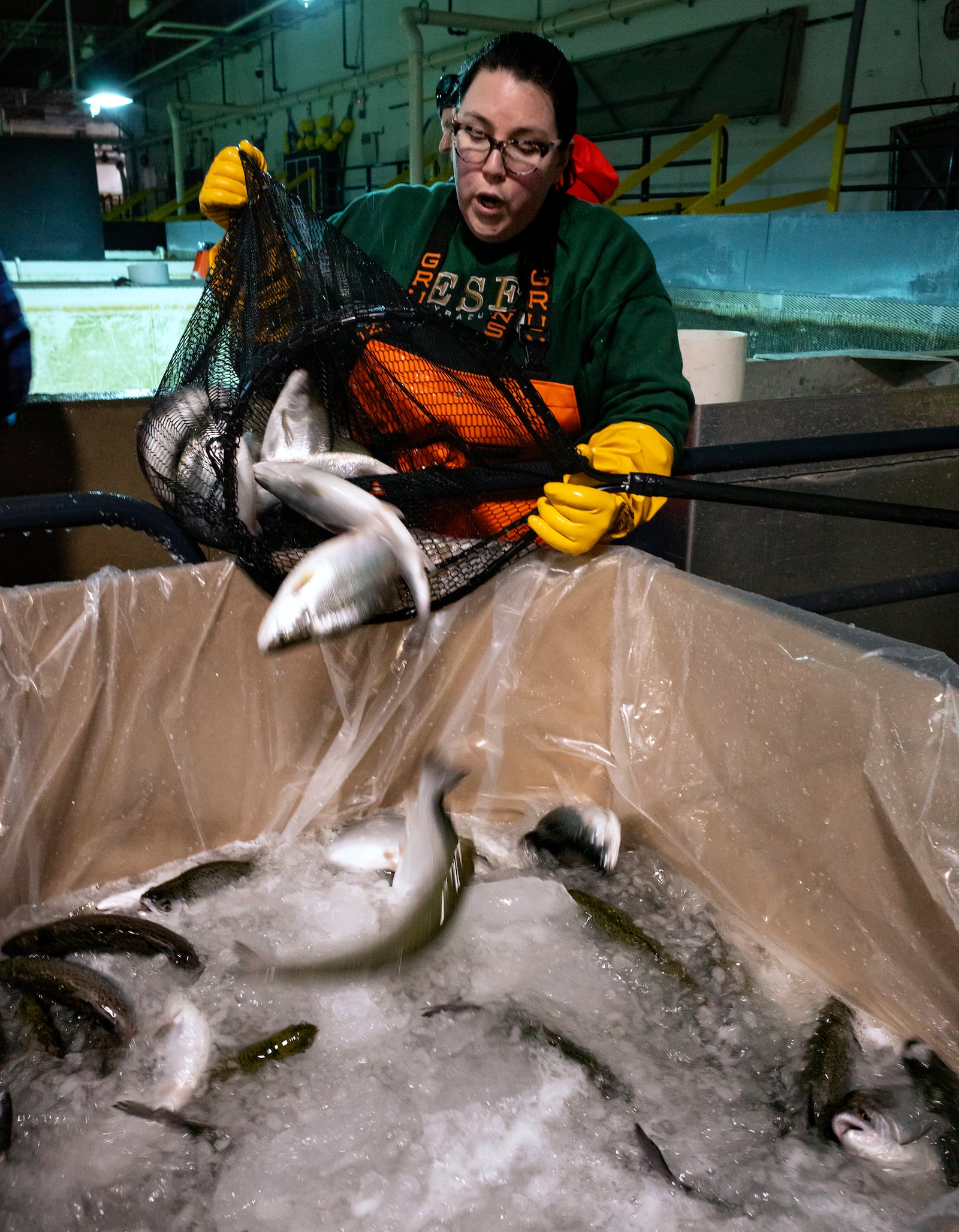 Christina Hudson Kohler of Syracuse, N.Y., who volunteers with the Food Bank of Central New York, counts netted fish as they are prepared for transport at Local Coho salmon fish farm, Friday, Jan. 24, 2025, in Auburn, N.Y. (AP Photo/Craig Ruttle)