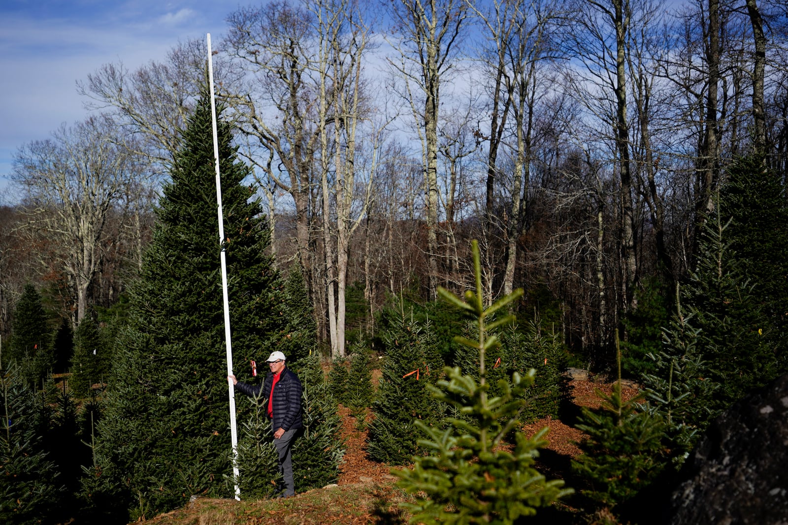 Sam Cartner Jr., co-owner of Cartner's Christmas Tree Farm, measures the official White House Christmas tree, a 20-foot Fraser fir, Wednesday, Nov. 13, 2024, in Newland, N.C. (AP Photo/Erik Verduzco)